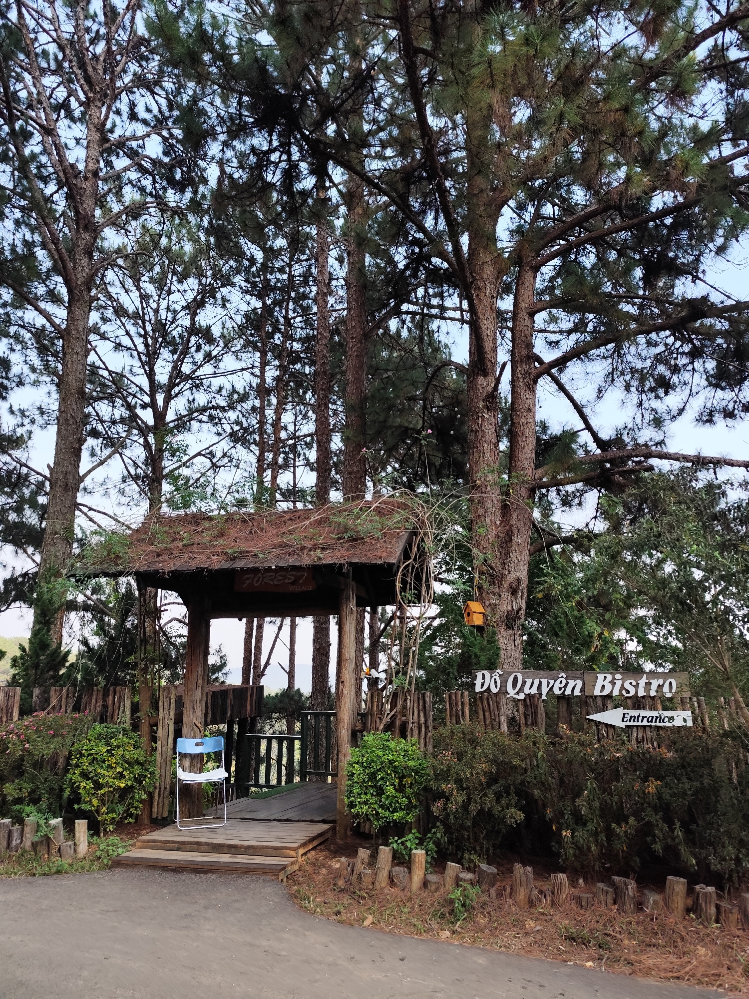 Captured in Da Lat, Vietnam, the scene features a rustic wooden gazebo-like structure surrounded by tall pine trees. A blue and white chair is positioned on the wooden platform leading into the structure. The environment is characterized by lush greenery, including bushes and shrubs. A sign reading "Đỗ Quyên Bistro" with an arrow pointing towards the "Entrance" is visible among the foliage. The ground is a mix of pavement and reddish-brown soil. A small, yellow birdhouse is attached to a tree. The sky is partly visible through the dense canopy of trees. The overall atmosphere is calm and natural, suggesting a peaceful outdoor setting.