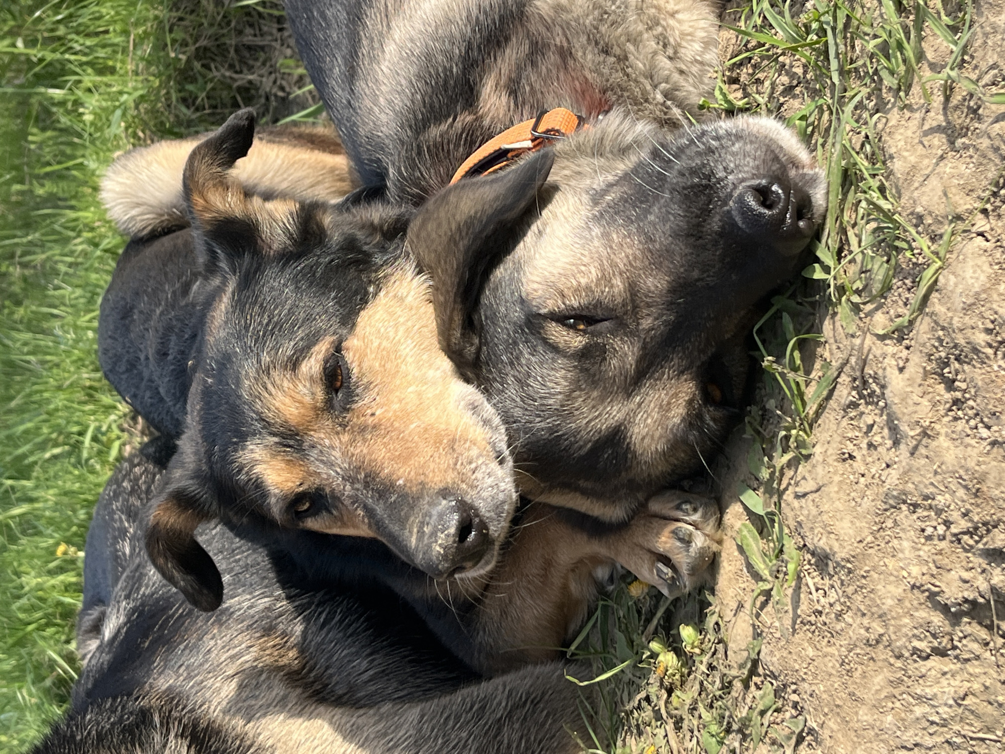 Two dogs are lying together on the ground. One dog is lying on its side, with its head resting on the other dog's body. The other dog is lying on its back, with its head turned to the side. The dogs are both short-haired and have a mix of black, brown, and tan fur. One of the dogs has an orange collar. The ground is a mix of grass and dirt. There is no indication that this image was taken in Nizhny Tagil, Russia.