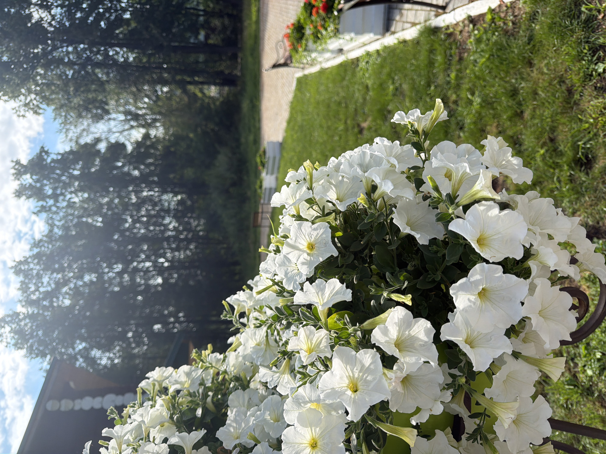 The image captures a close-up view of a large cluster of white petunias in a hanging basket, with the sun shining through the foliage and creating a bright, slightly hazy effect. In the background, a building with a dark brown facade is partially visible to the left, and a row of trees forms a backdrop against a bright blue sky with scattered white clouds. A paved pathway and manicured green grass are visible in the middle ground, with planter boxes containing red flowers and benches lining the pathway. The scene appears to be an outdoor setting, possibly a park or garden area. There are no people visible in the image. The overall impression is one of a sunny, pleasant day in a well-maintained outdoor space, with the focus on the vibrant white flowers. The location is the city of Chaikovsky, Russia.