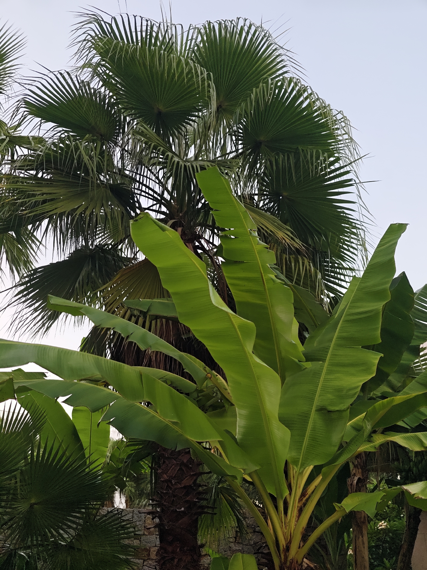 The image shows a close-up view of lush green banana tree leaves in the foreground, obscuring the view of a tall palm tree behind it. The palm tree has large, fan-shaped fronds that are darker green than the banana leaves. The sky is a pale, hazy blue, indicating it might be overcast or late in the day. The scene appears to be outdoors, possibly in a tropical or subtropical garden setting. There are no people or animals visible in the image. The image does not provide any specific details to identify its location within Bac Nha Trang Ward, Vietnam, beyond the implied tropical environment.