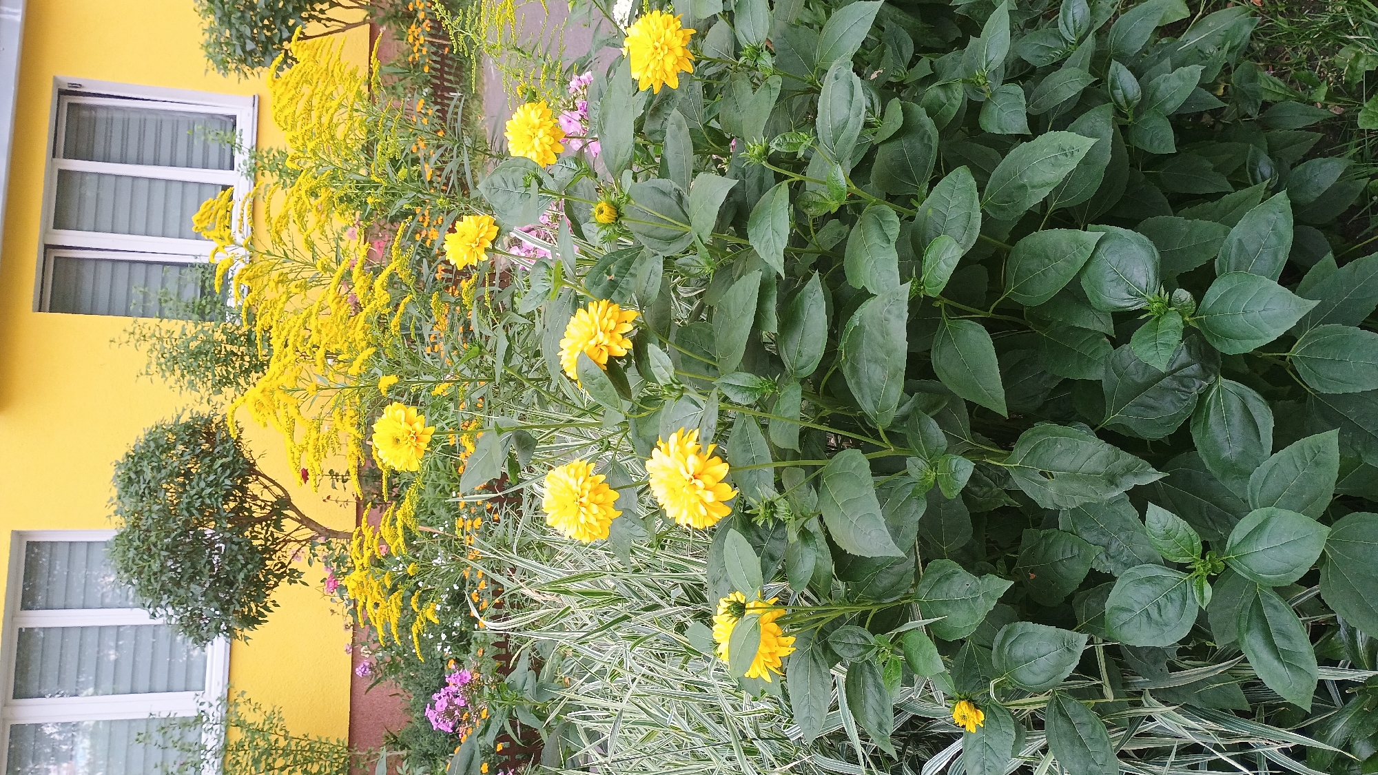In Sokolov, Czechia, a close-up shot captures a vibrant flowerbed in front of a building with a bright yellow facade and white-framed windows. The foreground is dominated by lush, green foliage with large leaves, interspersed with several fully bloomed, bright yellow flowers. These flowers have a pom-pom like appearance with many layered petals. Behind this main cluster, slender, spiky, variegated green and white foliage adds texture to the scene. Further back, taller plants with feathery yellow flowers, possibly goldenrod, create a dense backdrop. Small pink and purple flowers are also visible, adding pops of color amongst the greenery and yellow blooms. The overall impression is one of a well-maintained, colorful garden.