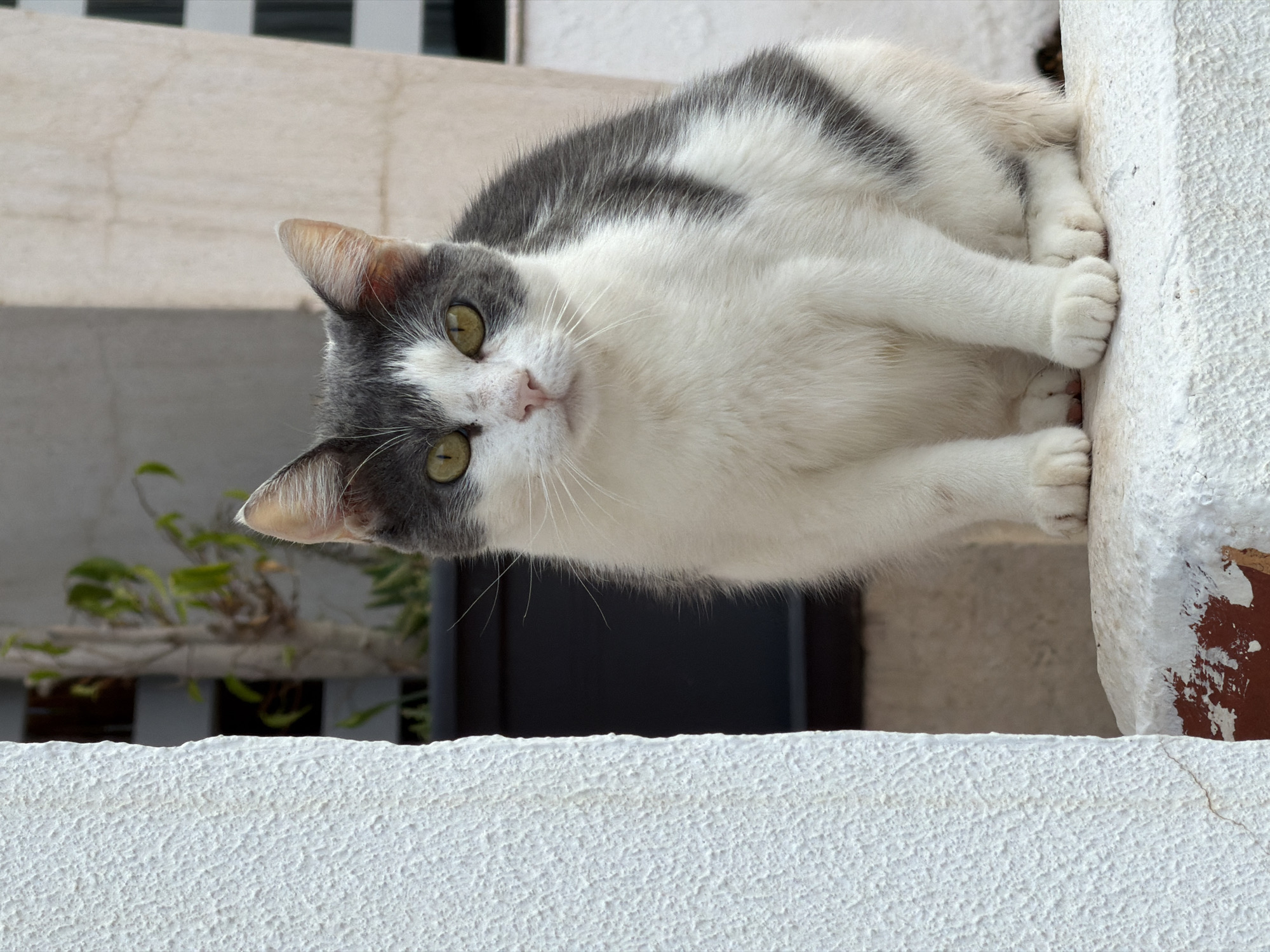A medium shot shows a gray and white cat sitting on a ledge in Palmanova, Spain. The cat is looking directly at the camera with its green eyes. Its fur is short and soft, with patches of gray on its back and head, and white on its chest and belly. The cat's paws are tucked beneath it. The background is blurred, but appears to be an outdoor setting with a building and some plants. The ledge the cat is sitting on is made of rough, white-painted concrete. The left side of the image is dominated by a rough, textured white wall. The overall impression is one of a curious and alert feline in an urban environment.