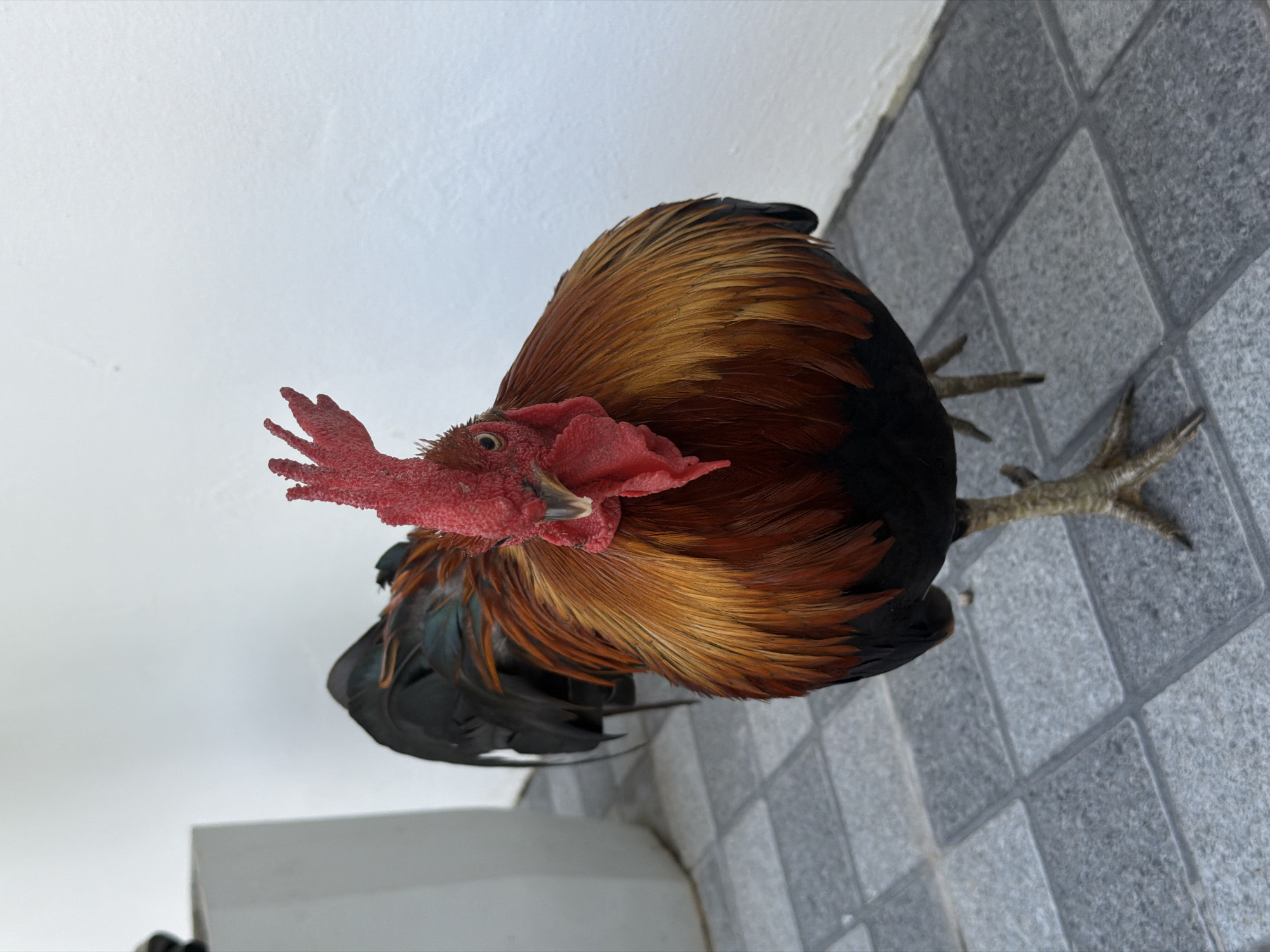 A close-up, eye-level, full-shot photograph shows a rooster standing on a tiled floor in front of a white wall. The rooster faces the camera directly, with its head tilted slightly to its left. It has a vibrant red comb and wattle, and its feathers display a gradient of colors from black at the bottom to shades of orange and gold on its chest and neck. Its tail feathers are dark, with hints of iridescent green and blue. The rooster is standing with its right leg extended forward, its left leg slightly bent. The tiled floor is composed of square gray tiles. To the left of the rooster, a portion of a white rectangular object, possibly a planter or a pillar, is visible. The white wall behind the rooster has a textured surface. The lighting suggests an outdoor setting during the day, with soft shadows. The location is described as Ko Samui District, Thailand.