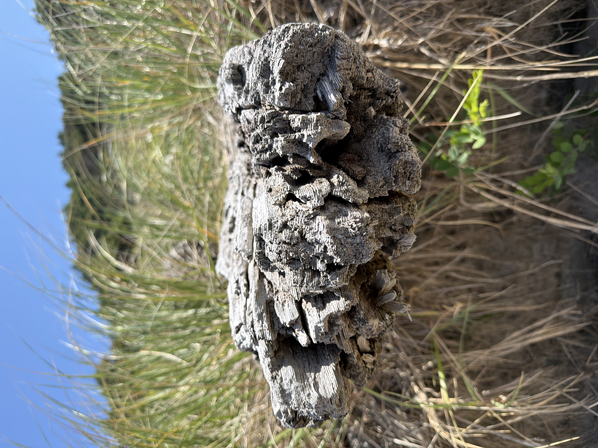 A close-up, low-angle shot shows a weathered, gray piece of driftwood with a textured, layered surface, resting on dry, tan-colored grass and dune vegetation under a clear blue sky. Green grass and a blurred hillside are visible in the background. The scene appears to be a natural coastal environment, consistent with locations like Cannon Beach, Oregon, USA. There are no people or animals visible.