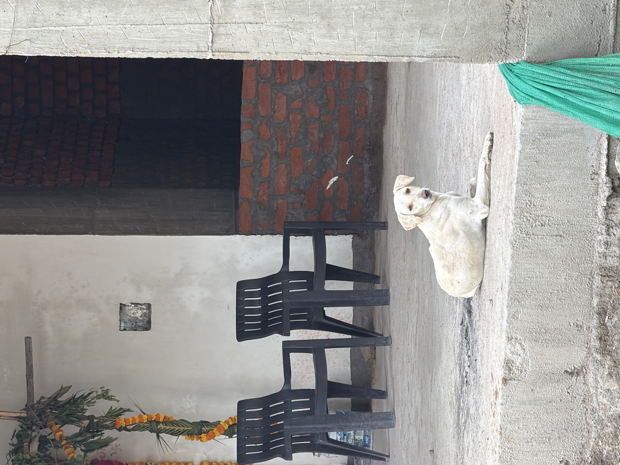 A light-colored dog is lying on a concrete ledge in front of a brick wall under a structure in Shamshabad, India. Two black plastic chairs are visible to the left of the dog, and a decorative garland hangs on the left side of the frame. A bright green fabric is draped over a concrete pillar on the right.