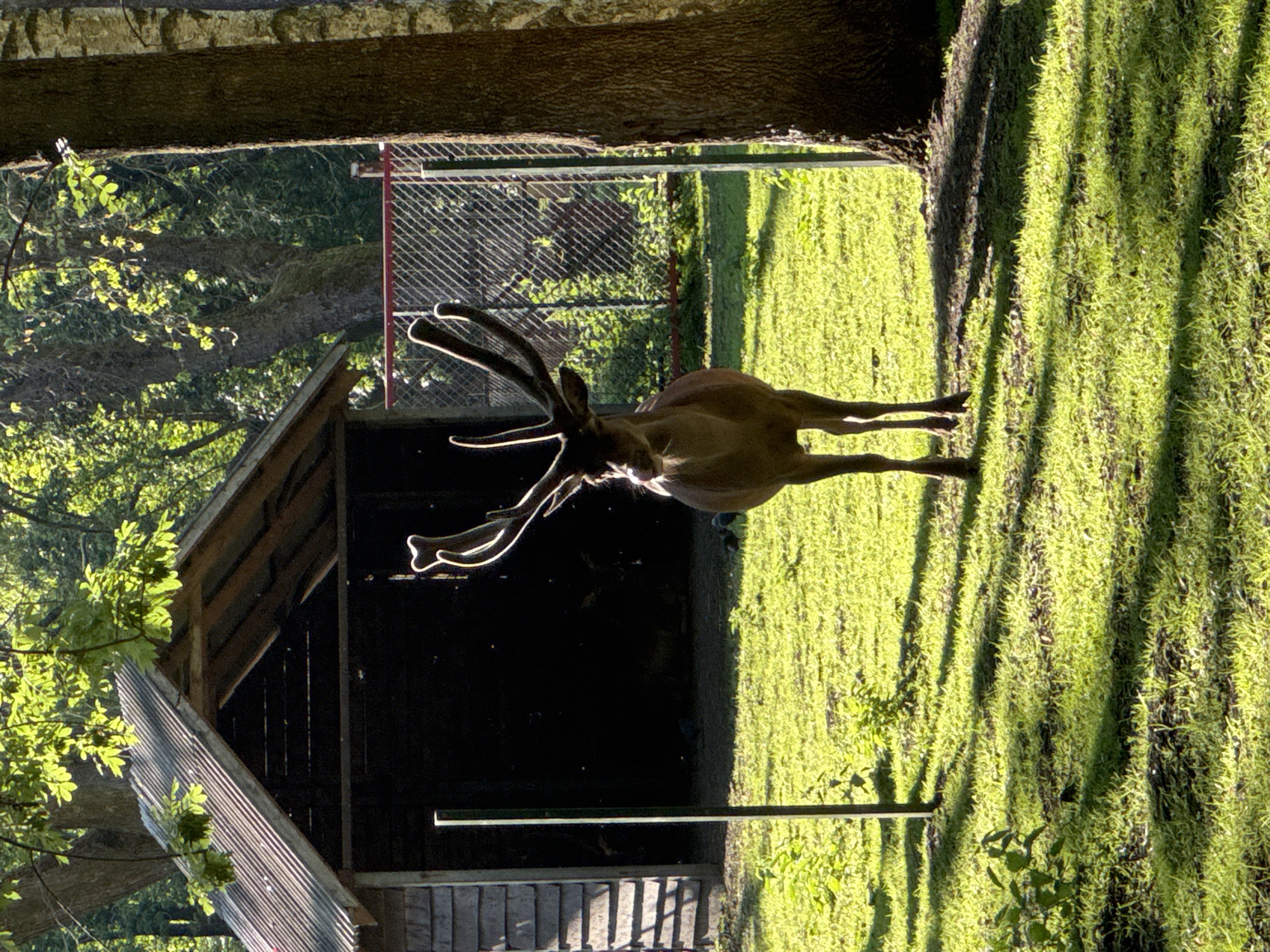 A male deer with large antlers stands in a grassy area in front of a wooden shed. The deer is facing forward, with its head slightly tilted. The shed is made of wood and has a corrugated metal roof. Behind the shed is a chain-link fence. The ground is covered in green grass, and there are trees in the background. The sun is shining, casting shadows on the grass.