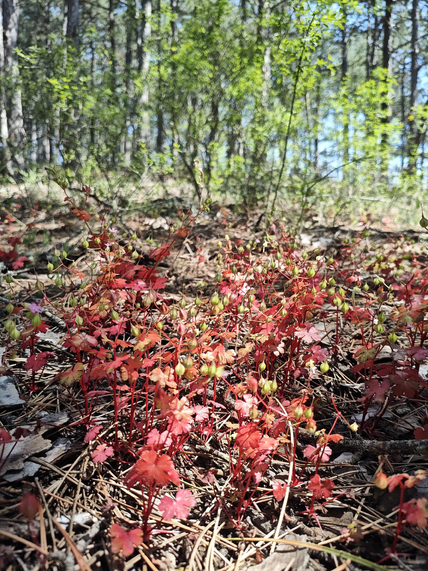 The scene depicts a forest floor covered with red-leaved plants, possibly geraniums, interspersed with pine needles and bark fragments. The plants are characterized by reddish stems and small, five-lobed leaves. Some plants have small, green, teardrop-shaped seed pods. The background shows a blurred forest of green trees, suggesting a wooded environment. The location appears to be natural, with no apparent signs of urbanization.