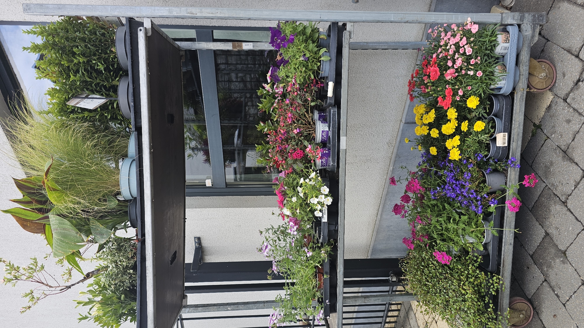 This image captures a vibrant outdoor display of potted plants and flowers, likely arranged for sale outside a shop or garden center in Boussu-lez-Walcourt, Belgium. The scene is dominated by a multi-tiered metal shelving unit, functioning as a mobile cart given the visible wheel on the bottom right.
The shelves are laden with a variety of green plants and colorful blossoms. On the topmost shelf, a dense, dark green shrub (possibly a boxwood) is displayed alongside tall ornamental grasses and a broad-leafed plant with green and reddish-brown foliage. The second shelf from the top features various flowering plants, including pots of purple petunias, pink and white petunias, and other pink and red bloomers, some with "Bella" visible on their labels. Further down, bright yellow flowers (resembling marigolds) are grouped with purple lobelia-like plants and hot pink verbena or similar trailing flowers. The bottom right shelf holds numerous pots of pink and red Dianthus, with "Dianthus" and "10.5CM" (likely pot size) visible on a label, next to a low-growing green groundcover plant.
The plants are housed in various plastic pots, predominantly black, but also some light blue and grey. Many are arranged in plastic trays for easy transport. In the background, a light-colored building facade with large, dark-framed windows reflects the surroundings. The ground beneath the display is paved with grey cobblestones or pavers.
The bright, natural lighting suggests it is daytime, possibly morning or late afternoon due to the soft light quality. No specific activity beyond the display of plants is occurring. There are no people visible, and no discernable emotions are conveyed.