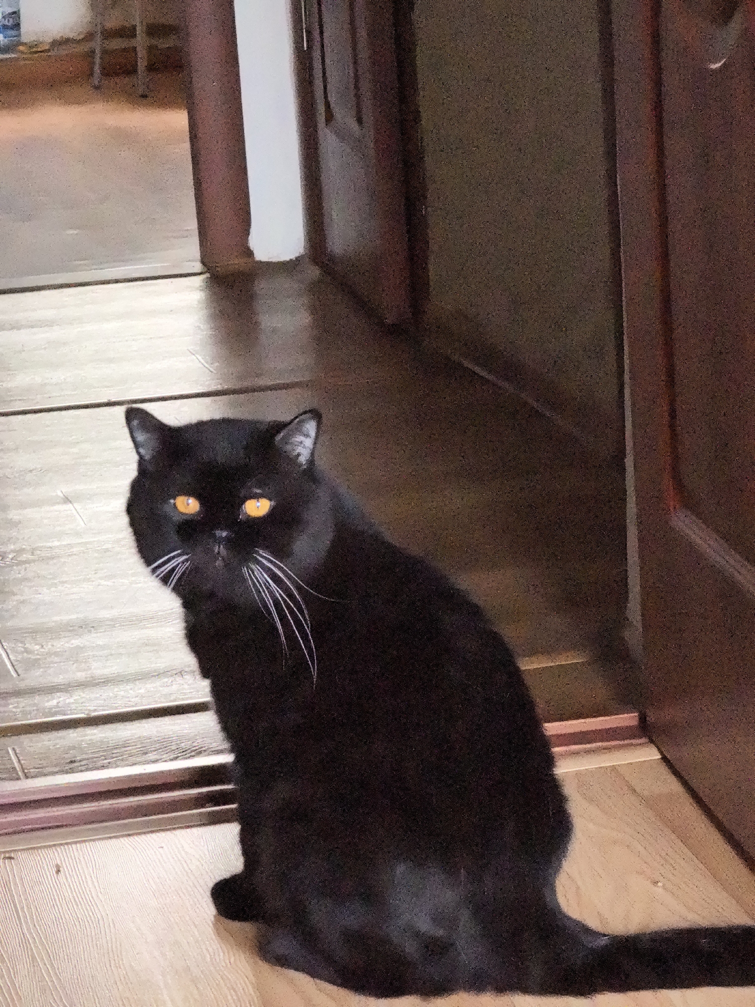 A black cat with bright orange eyes and long white whiskers sits on a light-colored wooden floor. The cat is facing the camera and is positioned in the lower center of the frame. The background is dimly lit and appears to be an indoor hallway with wooden doors and walls. The floor in the background has a different pattern than the floor in the foreground, suggesting a transition between areas. Sunlight is casting shadows across the floor and walls, creating a slightly dramatic effect. The image is a close-up of the cat, with its body extending out of the frame to the right.