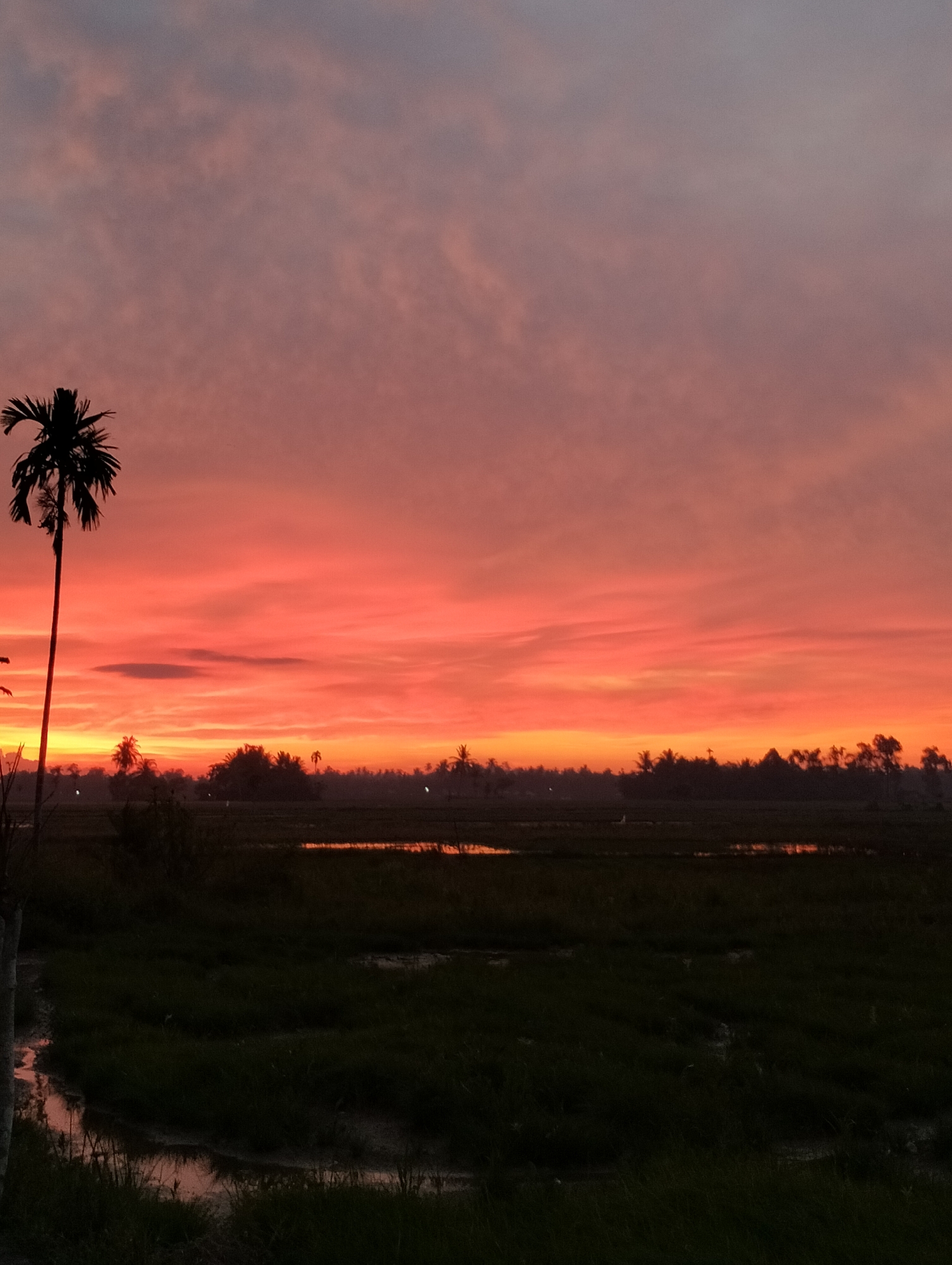 This is a photograph of a sunset over a rural landscape, likely in Meunasahalue, Indonesia. The sky is filled with vibrant colors, ranging from deep red and orange near the horizon to softer pinks and purples higher up. Wispy clouds are scattered across the sky, catching the light of the setting sun.
In the foreground, to the left, a tall, slender palm tree stands in silhouette against the colorful sky. Its fronds are spread out, creating a distinctive shape. The ground in the foreground appears to be a field of dark green grass, with patches of water reflecting the colors of the sunset. A narrow stream or ditch runs through the grass, also reflecting the sky.
In the mid-ground, a dark line of trees and vegetation forms a horizon. Some of these trees appear to be palm trees, consistent with the tropical environment. Small, indistinct lights can be seen in the distance, possibly indicating human settlements or streetlights. The overall scene is one of natural beauty and tranquility, characteristic of a rural sunset.