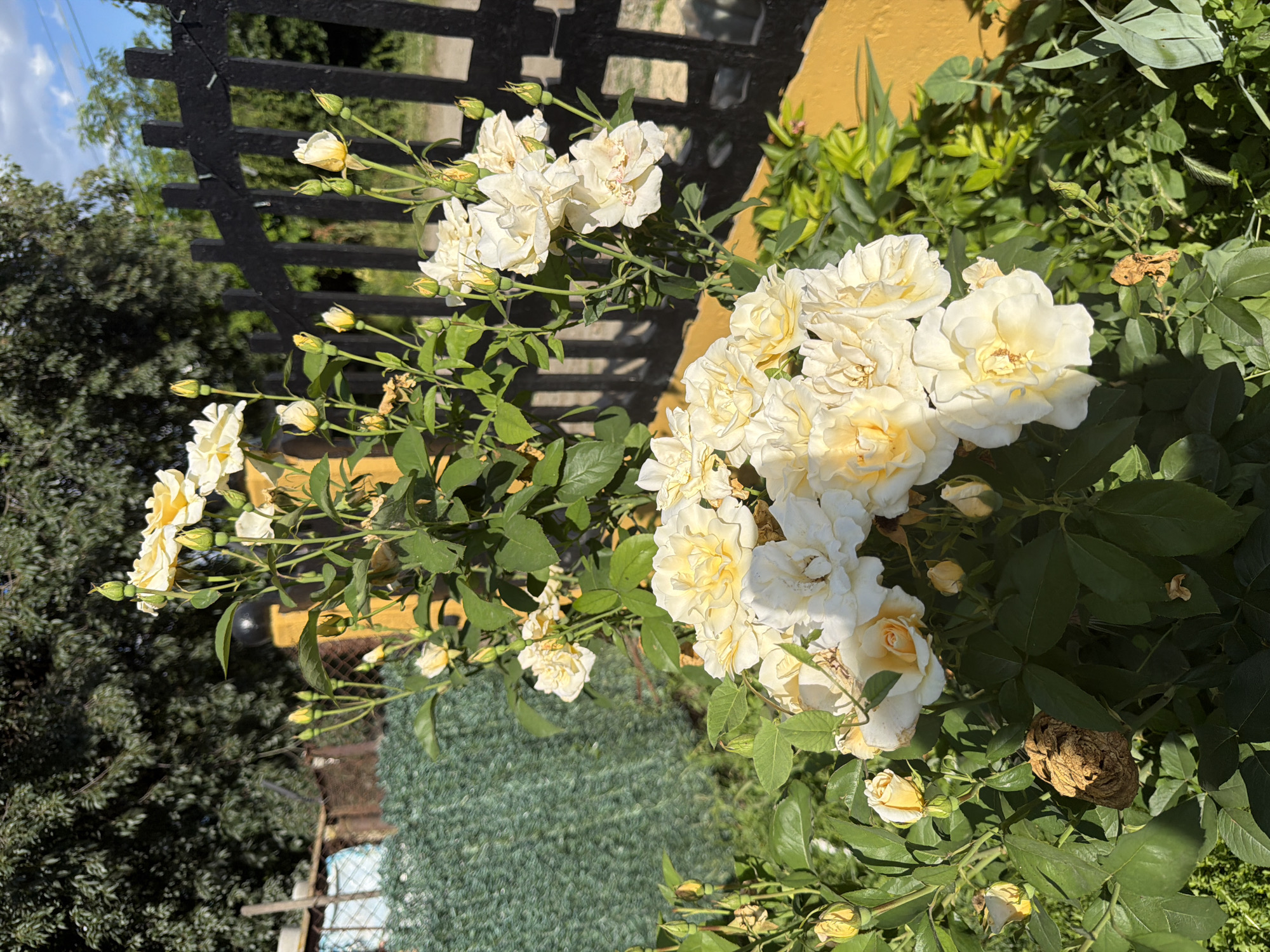 In the city of Rusokastro, Bulgaria, a close-up shot captures a cluster of creamy yellow roses in bloom. The flowers, with their layered petals, are the primary subject, illuminated by bright sunlight. The background reveals a black wooden fence and a yellow wall, suggesting an outdoor setting. Lush green foliage surrounds the roses, with some dried leaves and buds also visible on the branches. The scene appears to be a garden or yard, bathed in the natural light of a clear day.