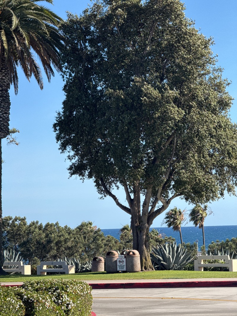 The image depicts a park-like setting in Newport Beach, California. The scene is dominated by mature trees, including a large ficus tree and a tall palm tree on the left edge of the frame. The background includes glimpses of the Pacific Ocean and additional palm trees in the distance. In the midground, there are concrete benches, trash receptacles, and various types of vegetation, including bushes and large agave plants. The foreground consists of a green hedge and a portion of a paved area, possibly a street or sidewalk. The sky is clear and blue, suggesting a sunny day.
