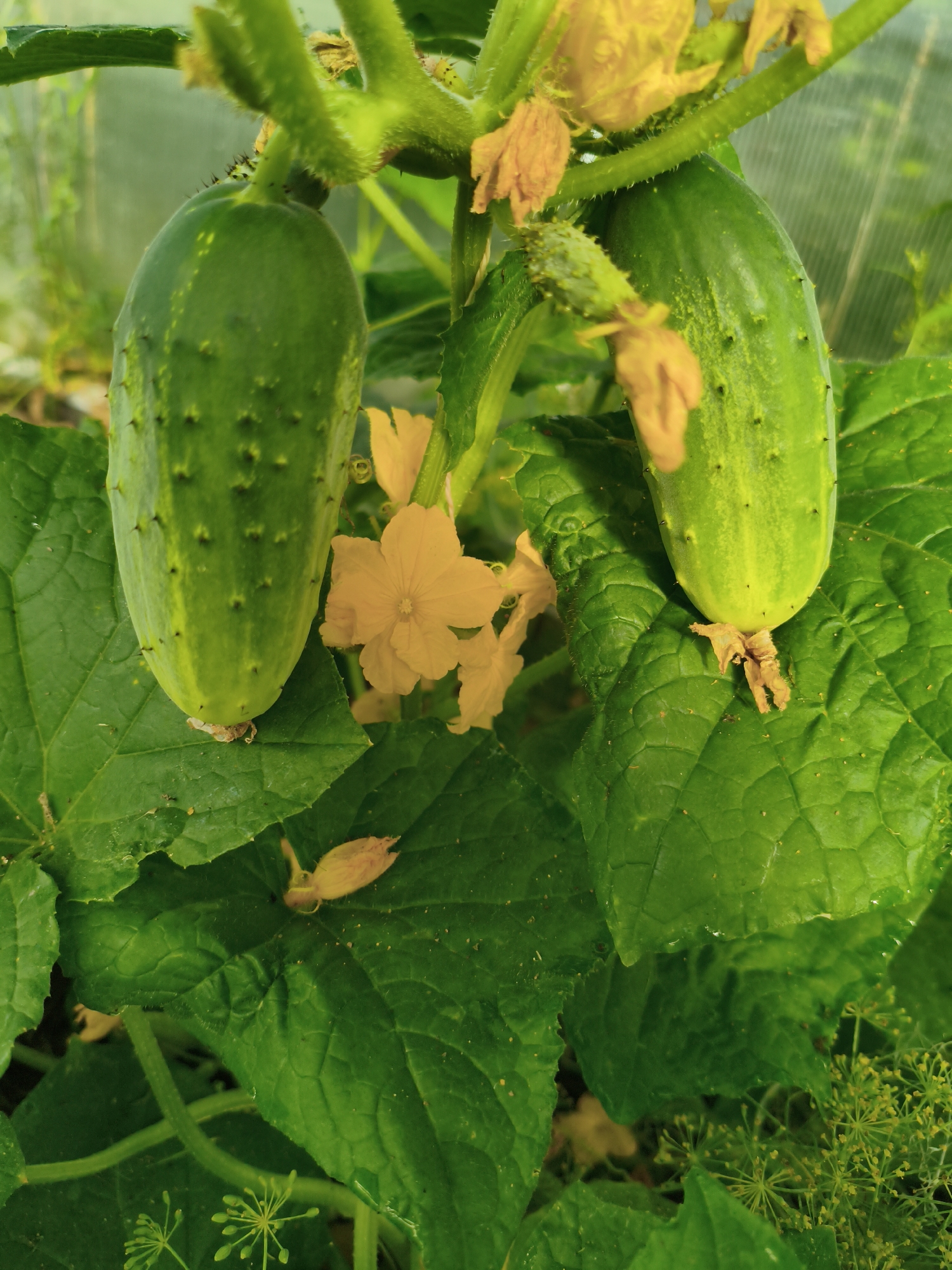 The image depicts a close-up view of cucumbers growing on a vine. Two green cucumbers, with visible bumps and spines, are prominent. One is positioned to the left, slightly angled, and the other is to the right. Several yellow cucumber flowers, some in full bloom and others wilting, are scattered around the cucumbers and along the green vine. Large, textured green leaves of the cucumber plant dominate the foreground, with some appearing slightly wet. In the background, a blurred, translucent surface, likely the wall of a greenhouse, is visible. Small clusters of dill flowers are also present in the lower right corner of the image. The scene appears to be in a garden setting. There are no people or animals present. The location is identified as Rubtsovo, Russia.