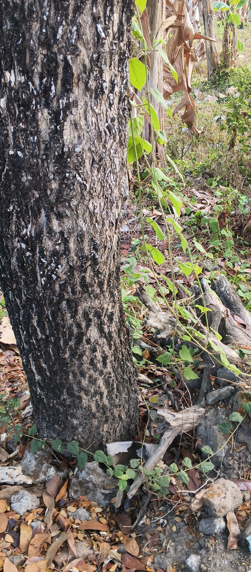 The image shows the base of a tree with dark, textured bark. A vine with green leaves is growing up the side of the tree and onto the surrounding ground. The ground is covered with fallen leaves, twigs, and rocks. In the background, there are more trees, some with dried leaves, and vegetation. The scene appears to be outdoors in a natural or semi-natural environment. The image was taken in Japanan, Indonesia.