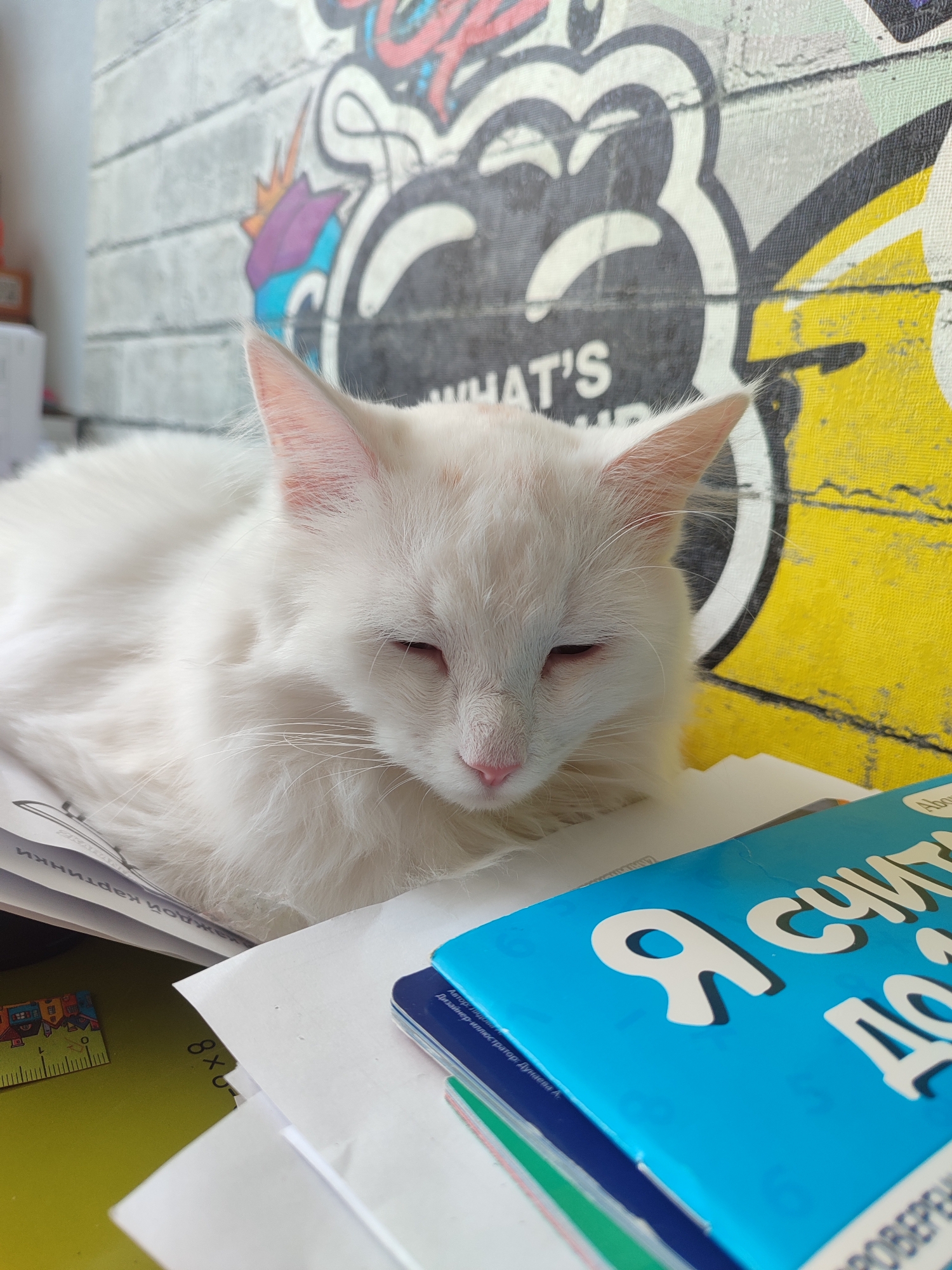 The image shows a white cat lying on a stack of papers and books. The cat's eyes are partially closed, suggesting it is resting or sleepy. A ruler is nearby. The cat is located in Izhevsk, Russia. The background includes a wall with graffiti-style art. The text on the book reads "I consider to".