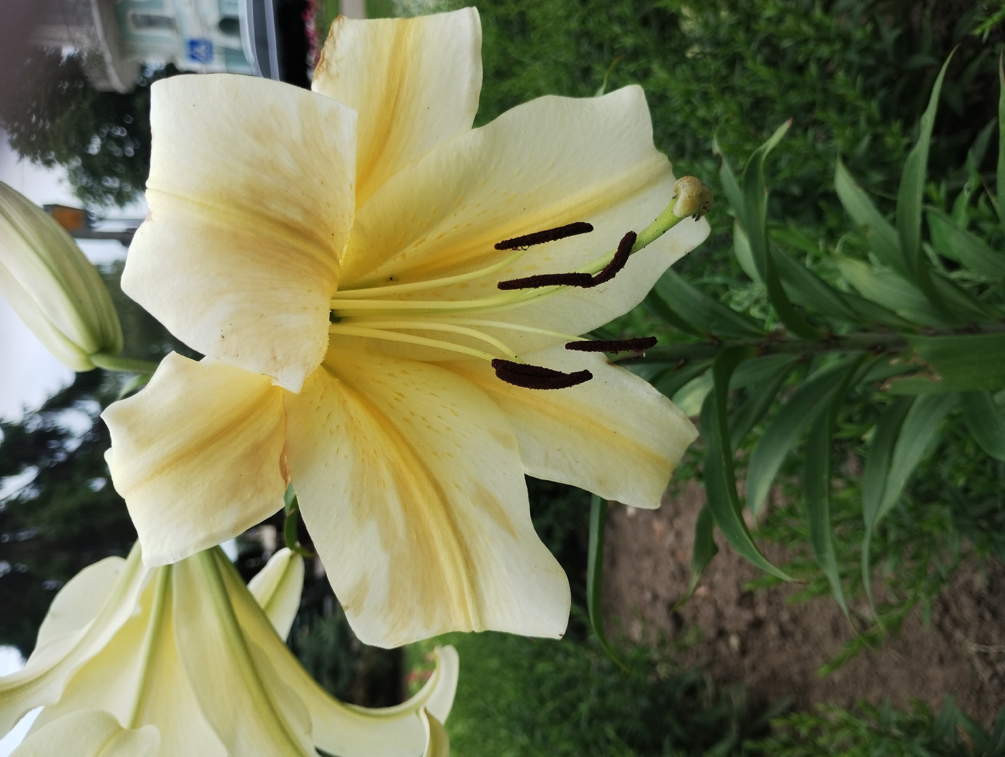 The image shows a close-up of a pale yellow lily flower with dark brown stamens. The flower is in the foreground, filling most of the frame, with its petals gently curved and displaying subtle yellow veining. Some of the flower's buds are visible in the lower left of the image, and green lily leaves extend from the right side. The background is a blur of green foliage and brown soil, suggesting an outdoor garden setting. In the upper left corner, a blurred reflection of buildings and trees is visible, indicating the presence of a nearby structure and a treeline. The lighting suggests it is daytime, possibly overcast given the diffused light. No people or explicit events are depicted. The image appears to be taken in Sumy, Ukraine. There is no visible text.