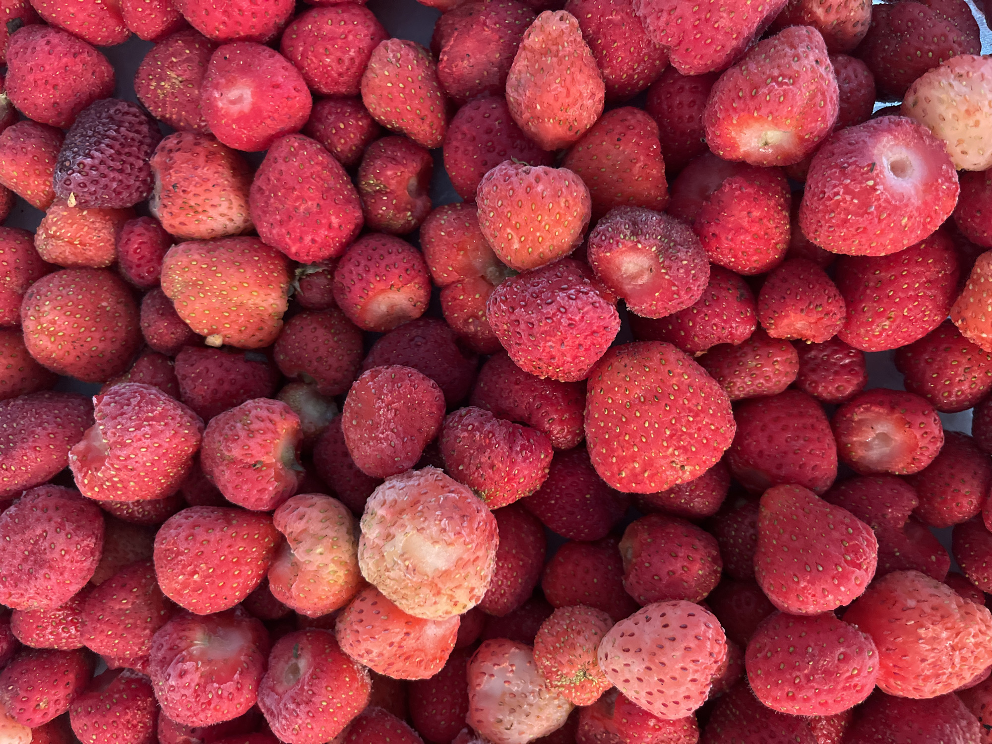 This is a close-up, top-down shot of a pile of strawberries. The berries are of varying sizes and shades of red, with some appearing lighter pink and others a deeper crimson. Many of the strawberries have a slightly frosted or dry appearance, suggesting they may be frozen or recently thawed. Their seeds are visible as small yellow dots scattered across their surfaces. The lighting is bright and even, indicating it's likely an indoor setting or a brightly overcast day, with no distinct shadows to suggest a specific time of day. The composition is purely focused on the fruit, filling the entire frame. There are no people, text, or background elements visible. The overall impression is one of abundance and a focus on the texture and color of the strawberries themselves.