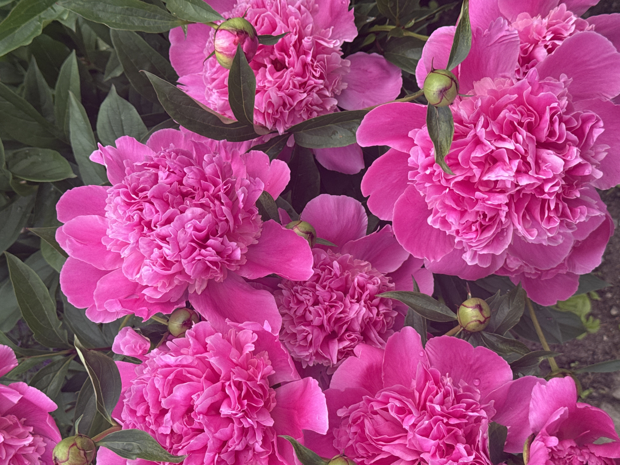 A close-up, eye-level, vertical shot captures a cluster of vibrant pink peonies in full bloom against a backdrop of dark green foliage. The flowers are densely packed, with multiple layers of ruffled petals forming intricate, voluminous blossoms. Several green buds, some partially open, are interspersed among the flowers. The overall lighting suggests an outdoor environment, likely a garden. The image does not depict any specific location in Chashcha, Russia.