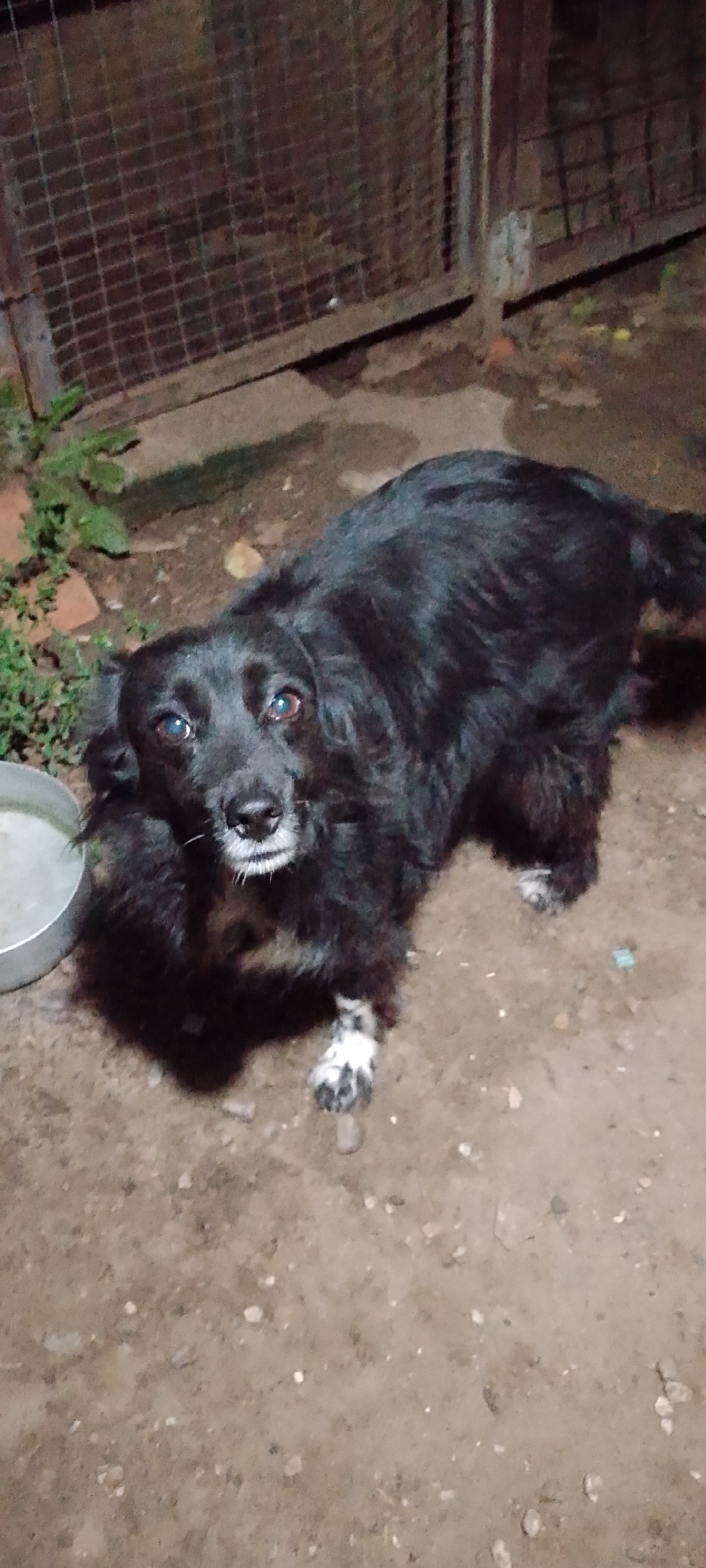 A black dog with white markings on its paws stands on a dirt ground in front of a metal fence. The dog is looking directly at the camera with a neutral expression. The fence appears to be part of an enclosure, possibly a yard or kennel, with a rustic wooden frame. In the background, there is some greenery and bricks. The lighting suggests it is either dusk or night. The overall scene is likely located in a residential or outdoor area within the city of Belgorod, Russia.