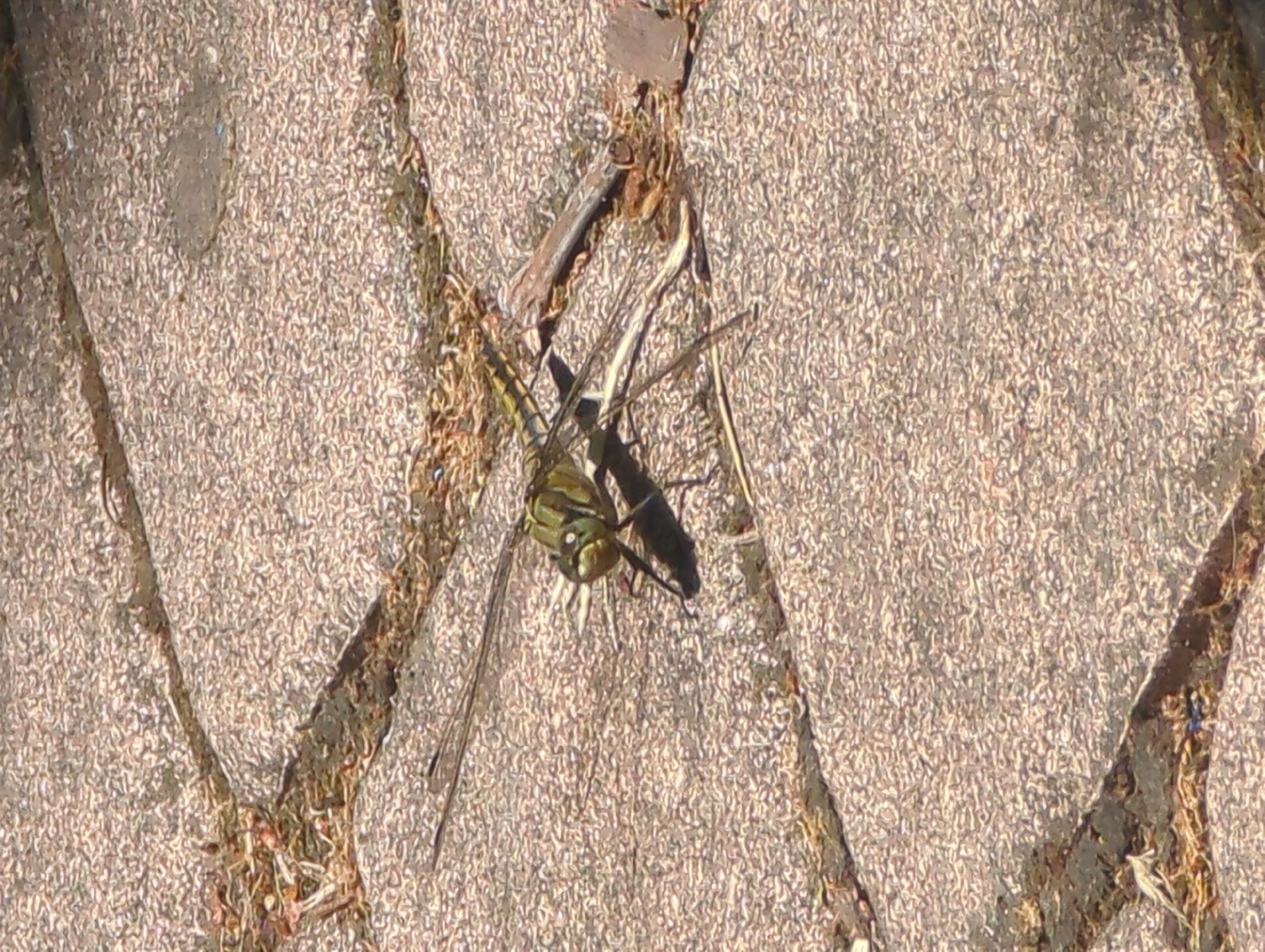 A dragonfly with green and yellow markings is perched on a paved surface made of concrete or stone blocks. The dragonfly is in the center of the frame, facing slightly to the left. Its wings are extended and appear translucent. The paving stones have visible lines between them, and there are some small pieces of debris, such as twigs and dried leaves, scattered on the surface. The lighting suggests it is daytime, with shadows cast by the dragonfly and the paving blocks. The background is a continuation of the paved surface.