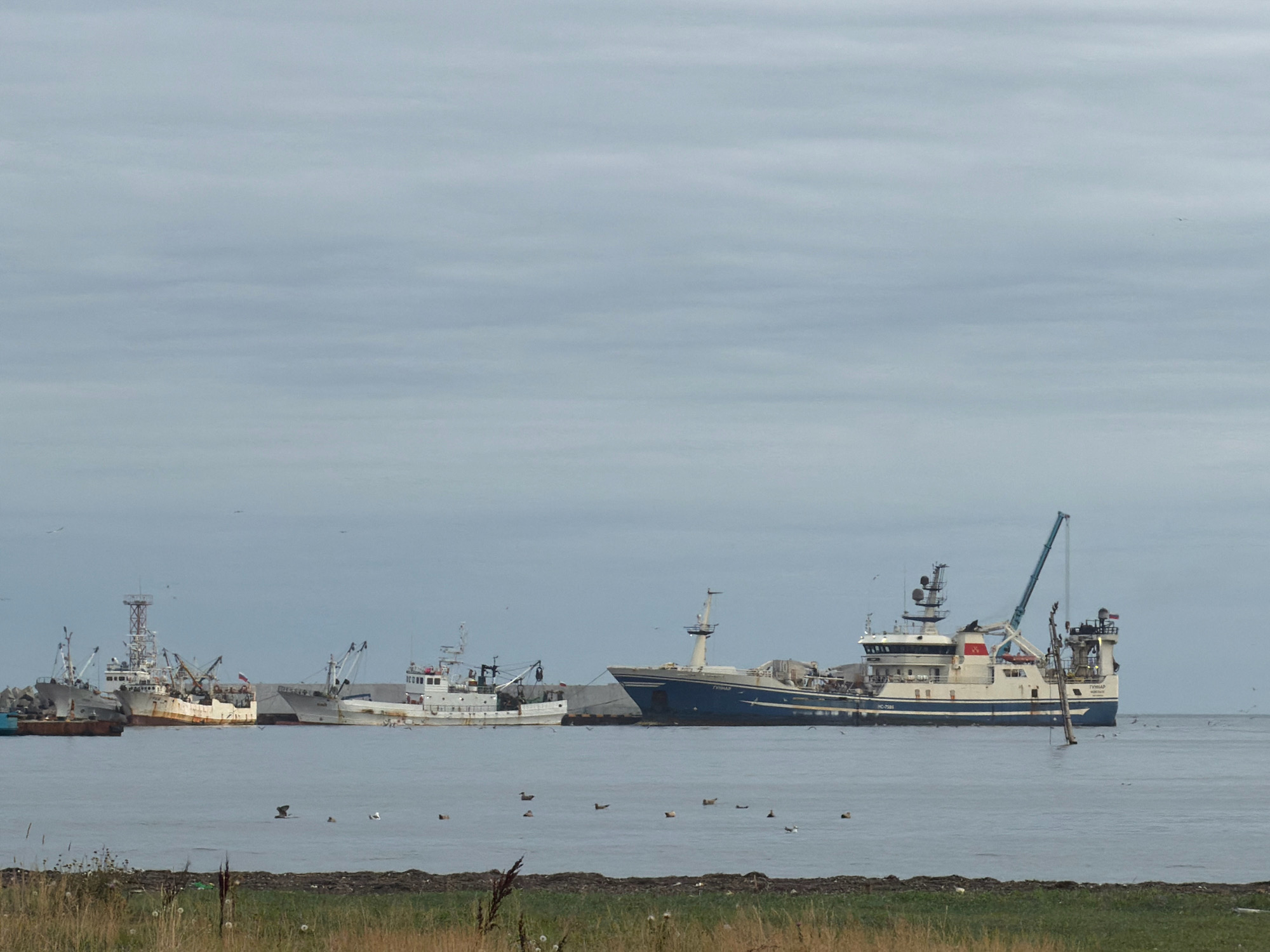 The image depicts a harbor scene in Yuzhno-Kurilsk, Russia, under an overcast sky. Several fishing vessels are moored in the water, with a larger blue and white trawler dominating the right side of the frame. This trawler has a prominent crane extended over the side. To the left, a cluster of smaller white fishing boats are docked near a breakwater. In the foreground, the shore is covered with dry grass and sparse vegetation. The water is calm, with a few birds visible on the surface and in flight. The overall impression is one of a working port on a cool, cloudy day.