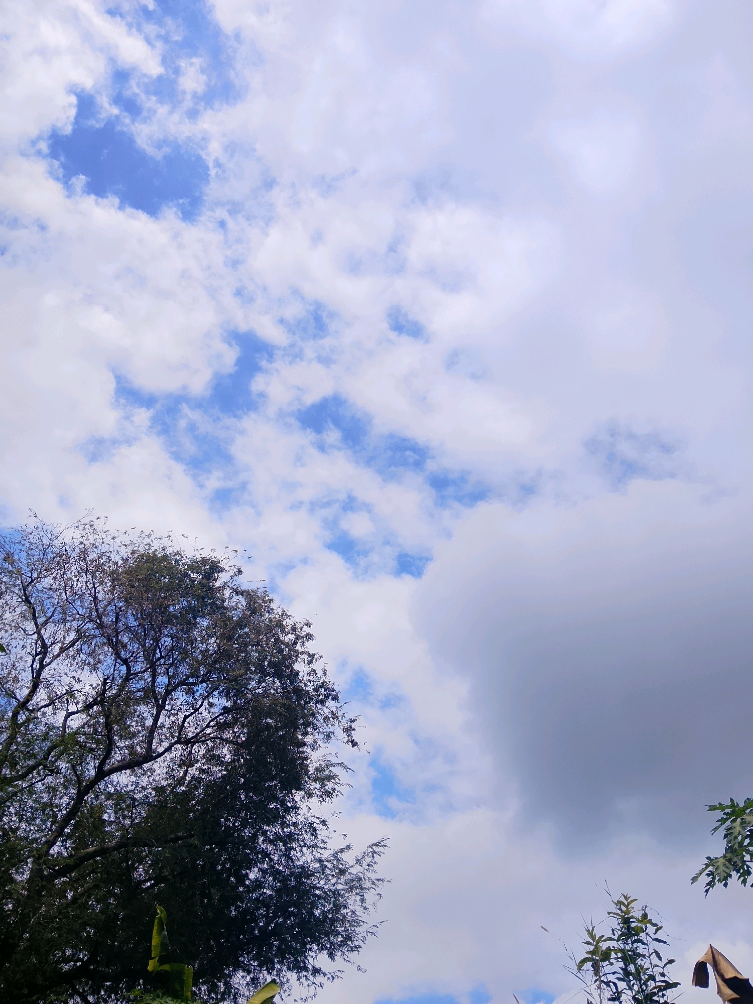 The image shows a low-angle view of a sky with scattered clouds and a large tree in the foreground. The sky is a mix of blue and white, with some areas of darker gray clouds. The tree is dark green and appears to be in full leaf. The branches of the tree extend across the upper left portion of the image, with the bulk of the foliage filling the left and center. Some smaller plants and leaves are visible in the lower right corner, with a portion of what appears to be a brown, folded object also in the lower right. The scene is outdoors and appears to be in a natural setting.