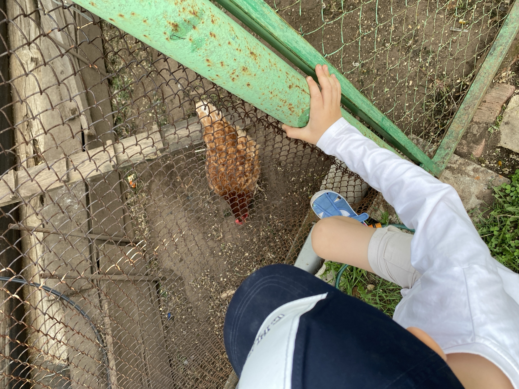 A high-angle shot captures a child looking into a chicken coop. The child, wearing a white long-sleeved shirt, khaki shorts, and blue sandals, grips a green metal fence. The child also wears a dark blue baseball cap. Inside the enclosure, a brown hen is visible amidst scattered feed on the ground. The location appears to be an outdoor area in Noviy, Russia, suggested by metadata, with vegetation and possibly a residential setting surrounding the coop.