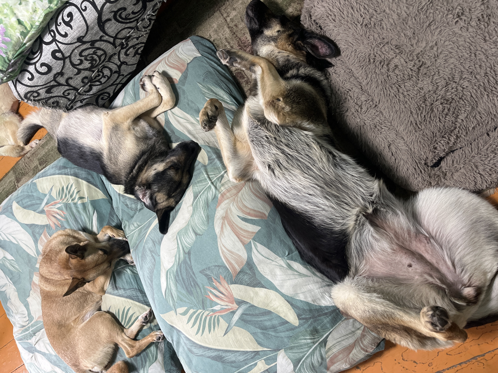 Three dogs are sleeping on a bed with a tropical leaf-patterned comforter in Nizhny Tagil, Russia. The largest dog, a German Shepherd mix, is lying on its back with its paws in the air, its face turned away from the camera. Its fur is a mix of black, tan, and gray. Beside it, another German Shepherd mix is sleeping on its side, its head resting on the comforter. Its fur is mostly black and tan. A smaller tan dog is curled up on the left side of the bed, its head tucked under its paws. The scene appears to be indoors, likely a bedroom, with a patterned blanket and a fuzzy gray blanket visible in the background. The lighting suggests it could be daytime, but the exact time of day is unclear. The dogs appear to be relaxed and comfortable.