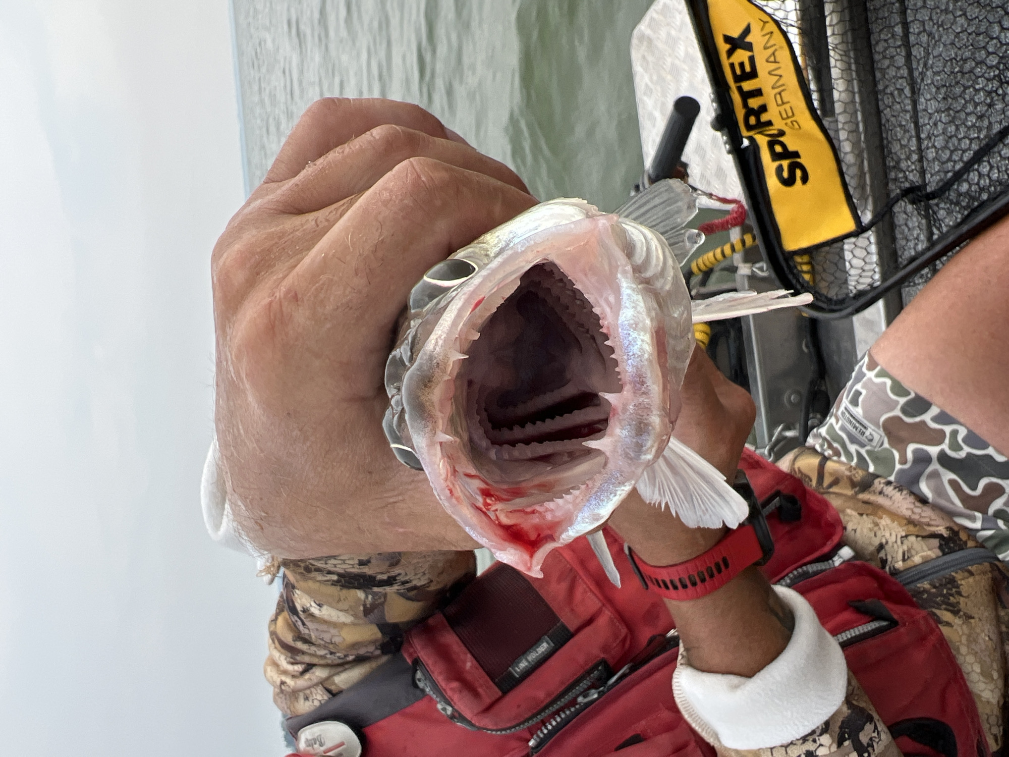 A close-up, waist-up, over-the-shoulder shot captures a person holding a fish with its mouth wide open. The person is wearing a red life vest over a camouflage shirt, with a red watch on their left wrist. Their right hand is gripping the fish's lower jaw, revealing the fish's sharp teeth and the inside of its mouth. The background shows a body of water under an overcast sky, with a hint of land in the distance. A yellow bag with "SPORTEX GERMANY" printed on it is visible in the lower right corner, along with part of a fishing net and a metallic surface. The scene appears to be on a boat, given the presence of the fishing gear and the water environment.