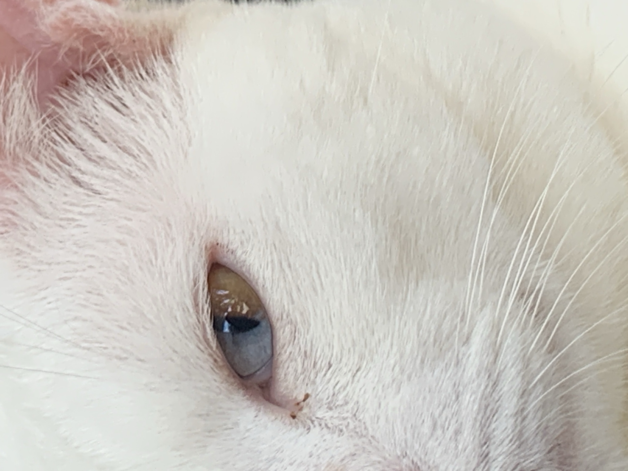 A close-up, vertical, eye-level shot focuses on the left eye of a white cat. The cat's fur is predominantly white, with subtle pinkish hues visible on the ear. The cat's left eye exhibits heterochromia, with the iris being a striking blue on the left side and a warm amber on the right. The pupil is visible as a dark vertical slit. Several long, white whiskers extend outwards from the cat's muzzle. The background is blurred and out of focus, offering no discernible environmental context. No people or specific location details are identifiable in the image.