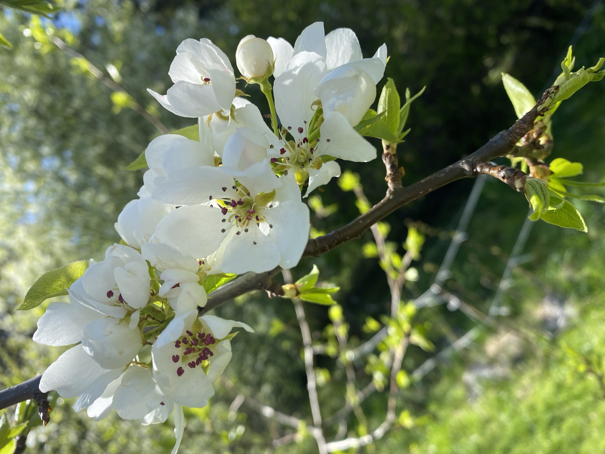 A close-up shot of a tree branch with white blossoms, possibly in the city of Прикамский, Russia, shows delicate flowers in full bloom. The blossoms feature white petals and distinctive dark red-purple stamens and pistils. The branch also displays small, fresh green leaves. The background is a soft, blurred mix of greenery, suggesting foliage and grass. The overall lighting is bright and natural.