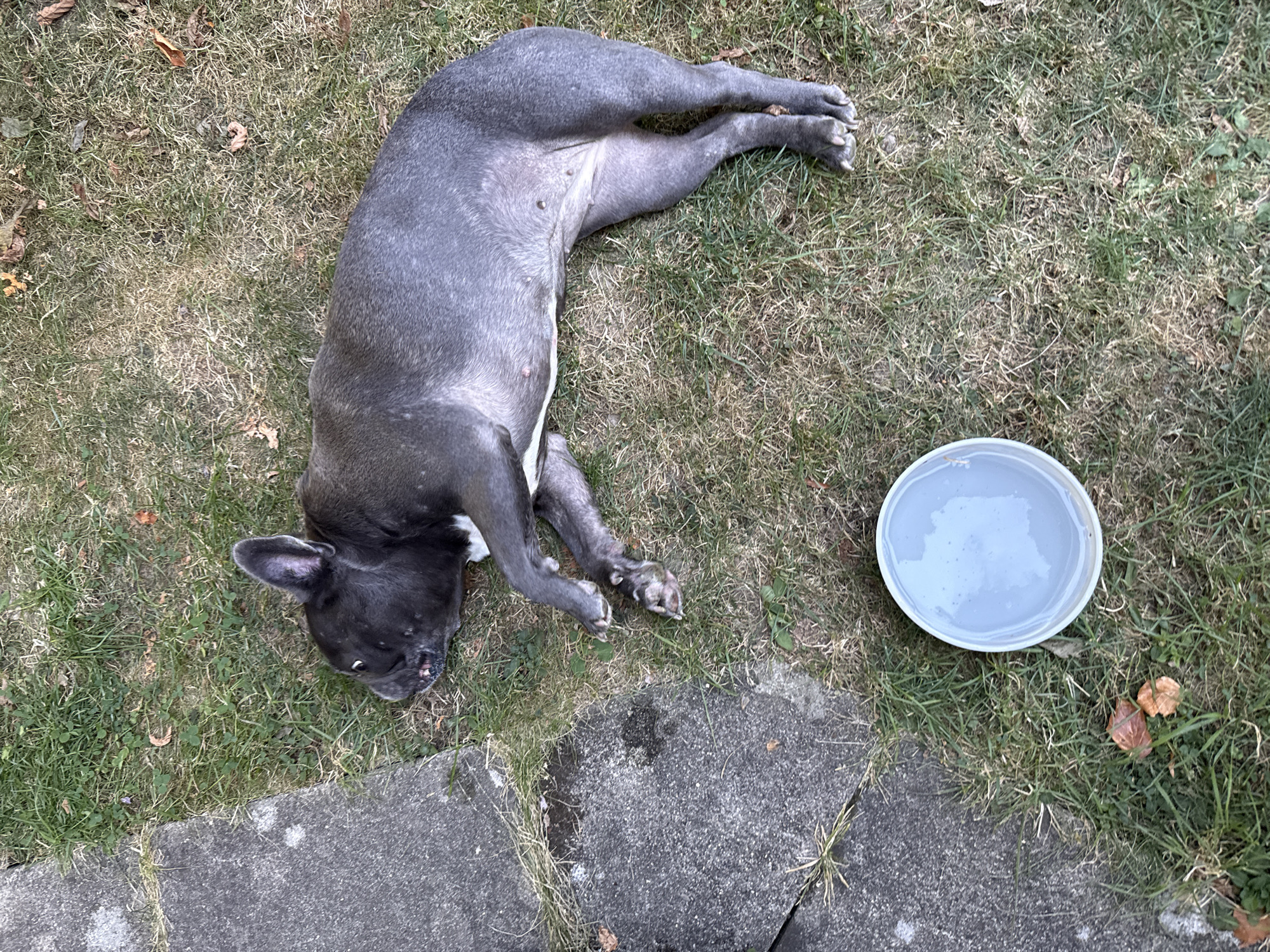 A gray French bulldog lies on its side on a grassy area next to a concrete path. The dog is looking to the left with its mouth slightly open, revealing its teeth. To the right of the dog, in the grass, is a white plastic bowl filled with water. The grass is dry and patchy in places, with a few fallen leaves scattered around. The scene appears to be in a backyard or park area. This specific location is in the town of Bad Sachsa, Germany.