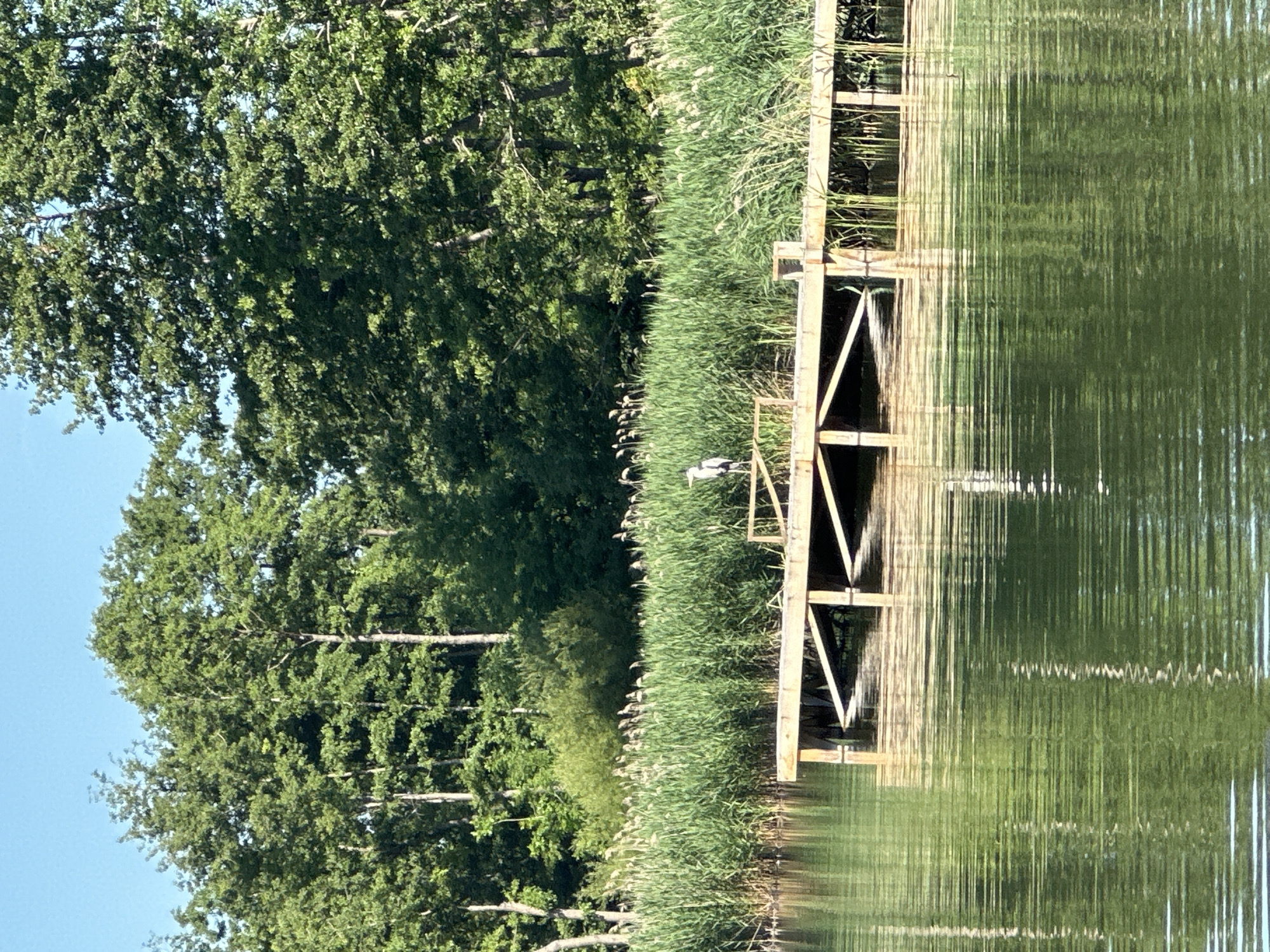 This media file shows a natural scene with a wooden structure on a body of water, surrounded by lush greenery and trees. The water is calm, reflecting the surrounding vegetation and the wooden pier, creating a serene and peaceful atmosphere. The pier appears to be a man-made structure, possibly for accessing the water or as a vantage point for observing nature. The greenery includes tall reeds or grasses growing along the edge of the water and dense trees in the background, suggesting a natural habitat. There is a bird on the pier, adding a touch of wildlife to the scene. The lighting suggests it is daytime, likely with clear or partly cloudy skies, given the brightness and the clear blue sky visible in some areas. The overall impression is one of tranquility and natural beauty, possibly captured in a rural or park-like setting in Khlypnivka, Ukraine. There is no visible text in the image.