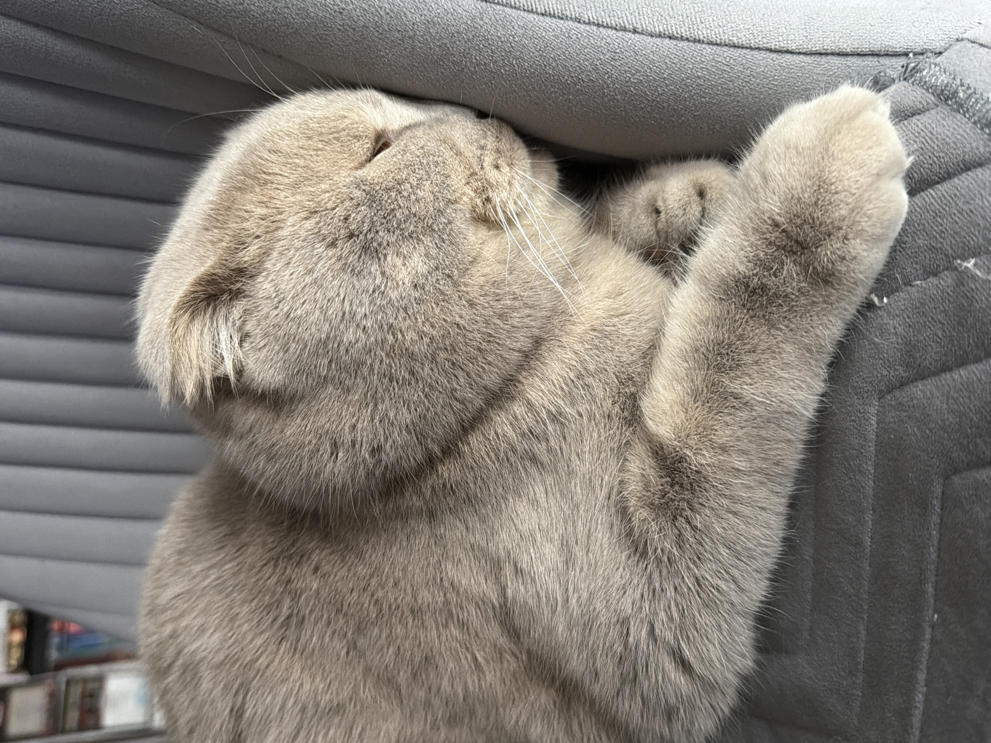 A light brown cat is resting its head against a gray cushion. The cat is lying on its side, with one paw extended. A bookshelf is partially visible in the background. The location is unknown and there is no indication the picture was taken in Chaikovsky, Russia.