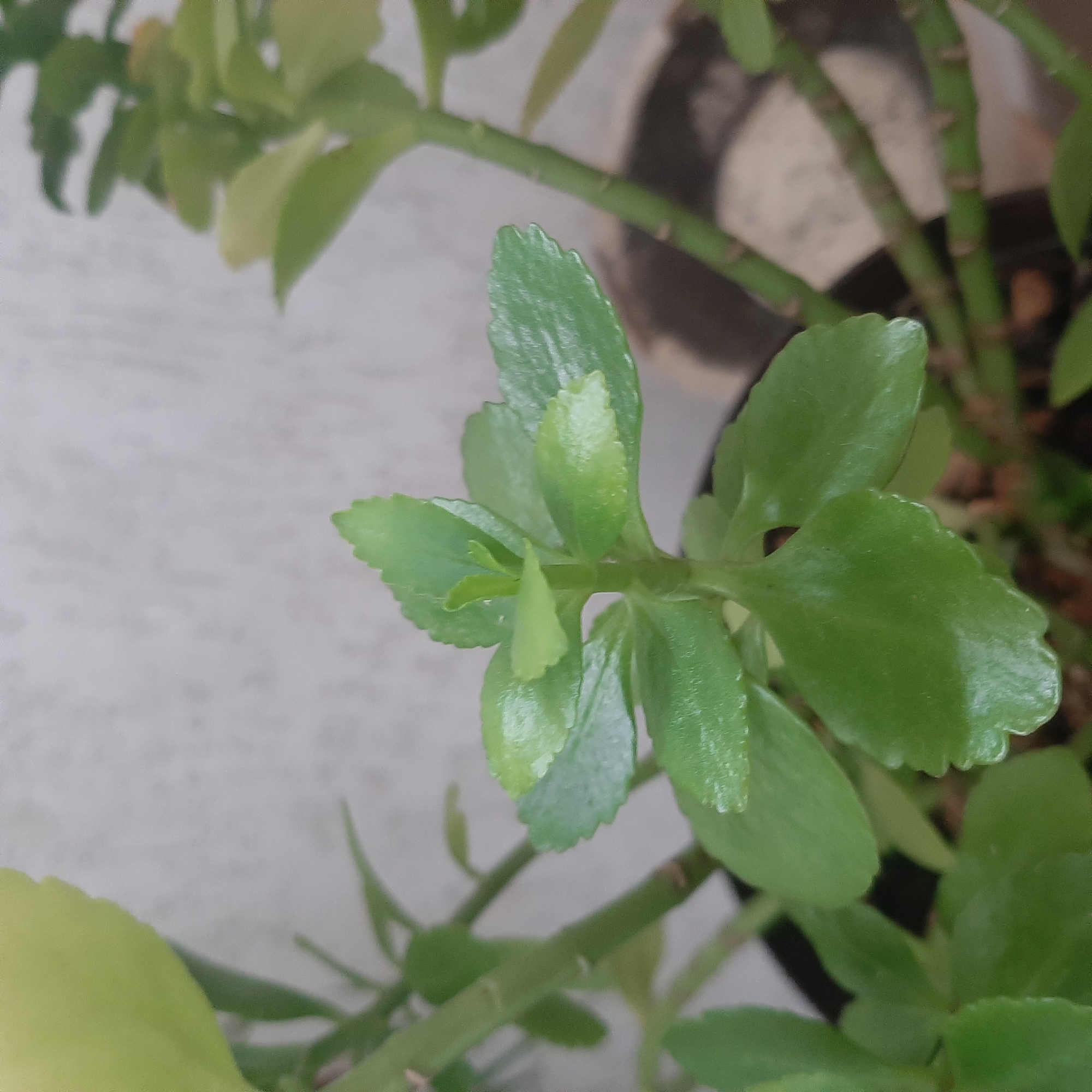 A close-up, eye-level, indoor shot focuses on the vibrant green leaves and stems of a Kalanchoe plant. The plant's fleshy, ovate leaves, with their subtly serrated edges, are prominently displayed, some catching the light with a slight sheen. The stems are thick and appear sturdy, showing nodes where leaves emerge. In the background, a light-colored, textured wall provides a neutral backdrop. The overall impression is one of a healthy, well-maintained houseplant. There is no visible indication of the location being Sambir, Ukraine, as the image composition is solely focused on the plant and its immediate surroundings.