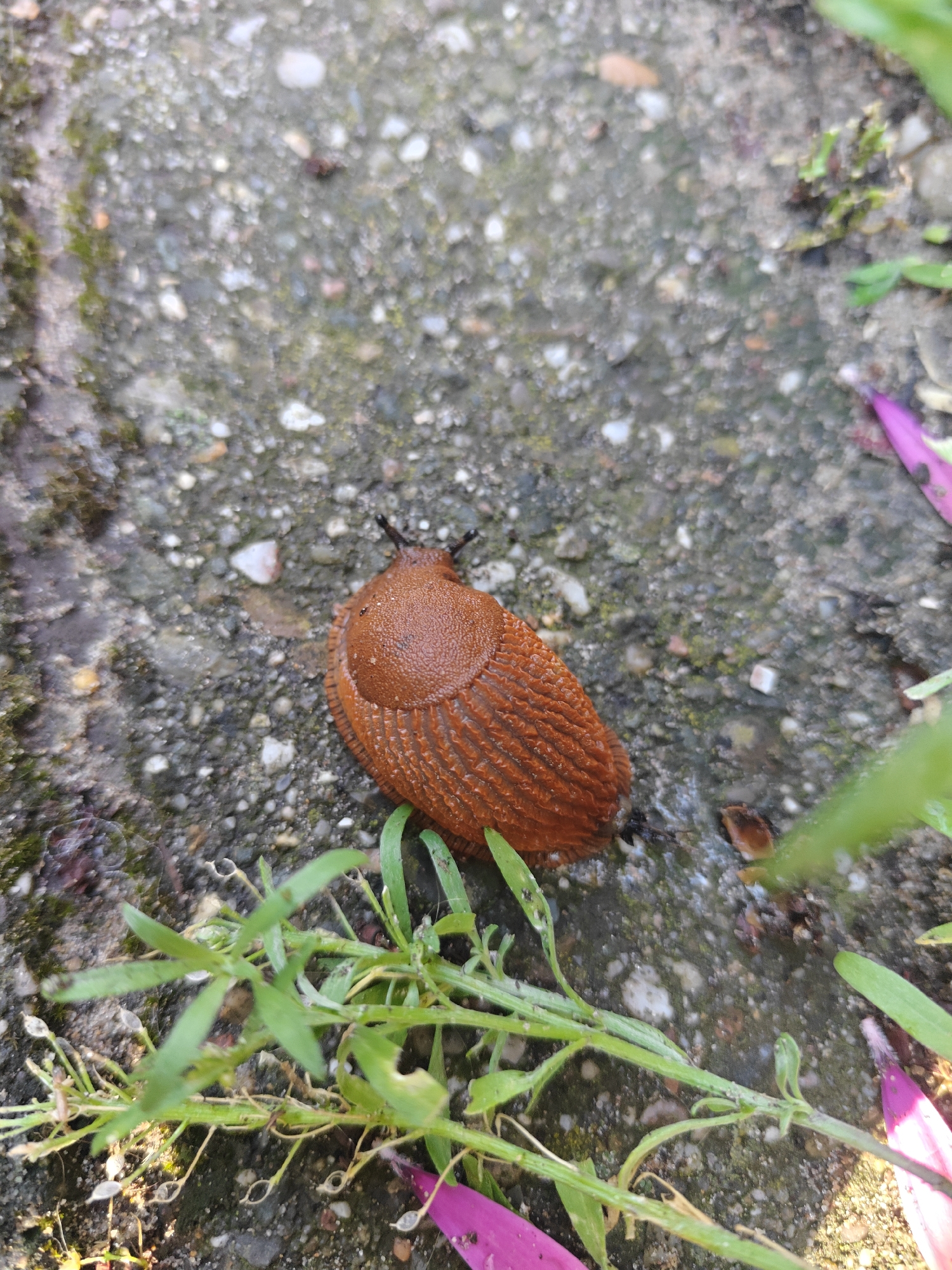 A close-up, eye-level shot captures a reddish-brown slug on a textured, grey concrete surface, likely a garden path or patio in Nieuw-Vennep, Netherlands. The slug, oriented horizontally and slightly to the right of the frame's center, exhibits a segmented, ridged body and two dark eye stalks protruding from its head. The concrete is interspersed with small pebbles, bits of moss, and scattered debris. In the foreground and lower right of the image, several green stems of vegetation are visible, with some appearing wilted. A few bright pink petals are also present, adding a touch of color to the scene. The lighting suggests it is daytime, with some shadows indicating overcast conditions or indirect sunlight. No people or other animals are present.