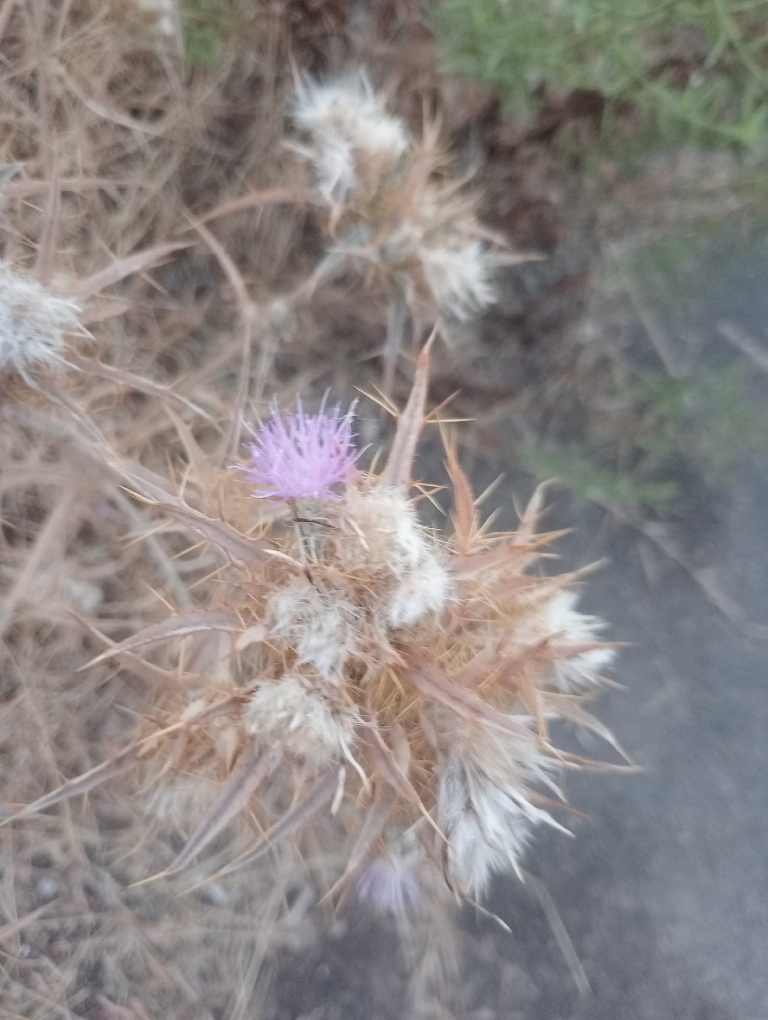 A macro photograph focuses on a single, small, purple thistle flower blooming amongst dry, spiky stalks and fluffy seed heads. The background is blurred, showing a mix of dry earth, green vegetation, and a dark, paved surface. The image appears to be taken outdoors in a natural or semi-natural setting, possibly a roadside verge or an untended area within the city of Kepez, Turkey, given the presence of both natural elements and the paved ground. The lighting is soft, and the overall impression is one of a resilient bloom in a somewhat arid environment. There are no people or animals visible in the frame.