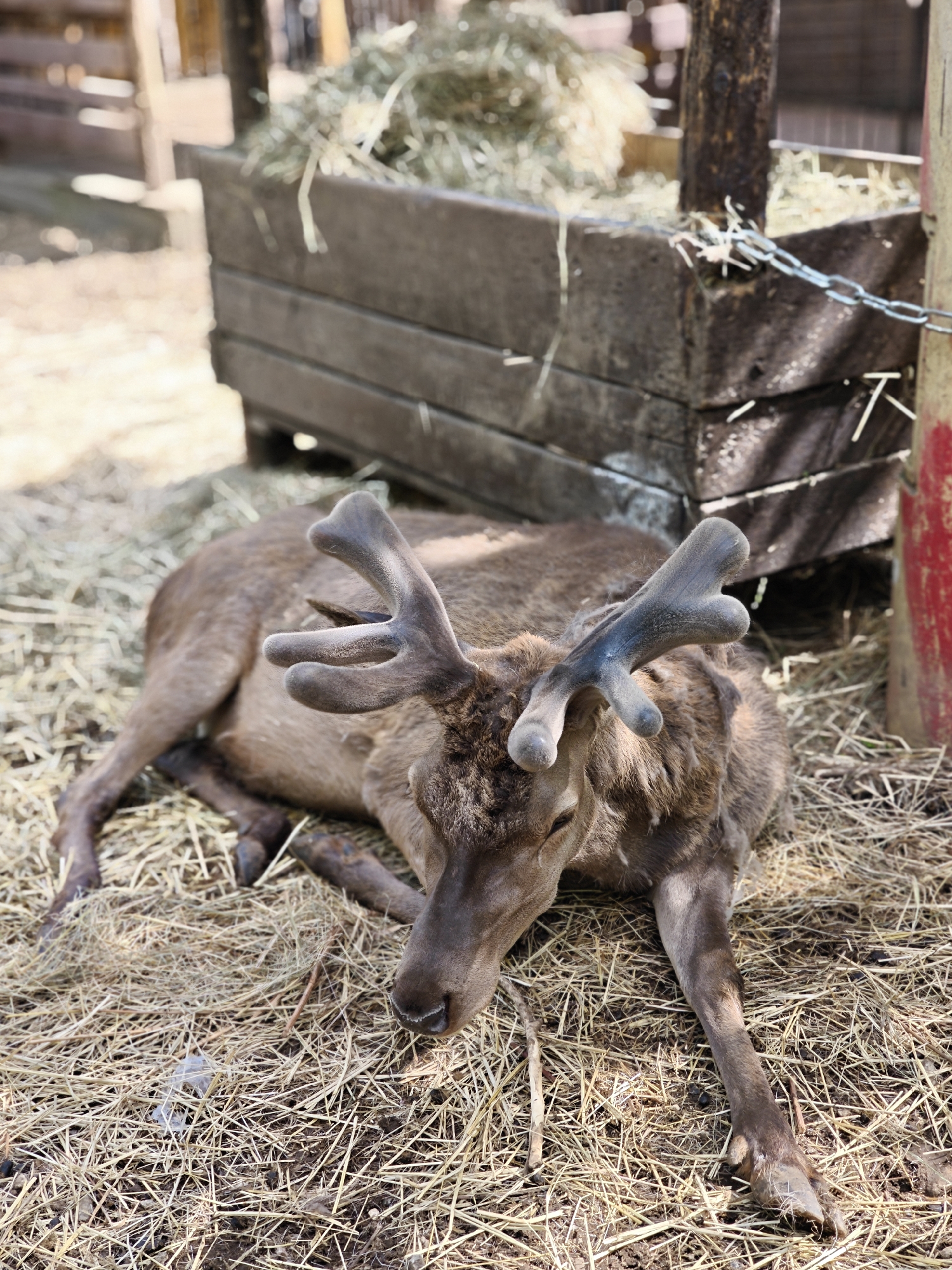 A deer is lying down on a bed of hay. Behind the deer is a wooden structure filled with hay. The location is not discernible as Khimki, Russia.