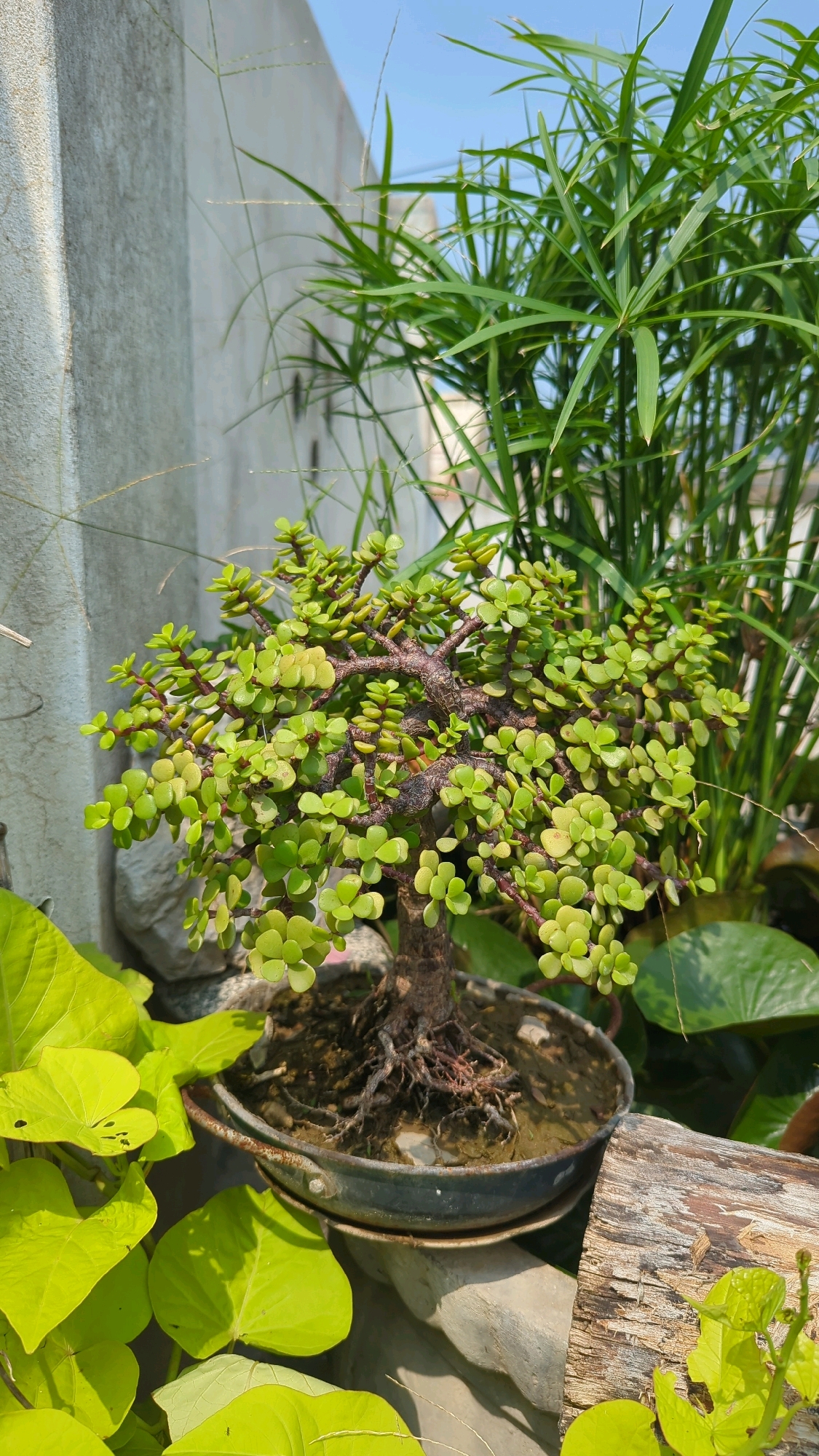 A dwarf jade bonsai tree sits in a dark pot on a raised platform. The tree has thick, gnarled branches with small, oval, light green leaves. In the background, tall green grass-like plants with umbrella-shaped leaves sway in the breeze. To the left, large, heart-shaped, vibrant green leaves are visible. To the right, a weathered piece of wood rests horizontally. A light-colored, textured wall forms the backdrop on the left side of the image, with a clear blue sky overhead. The scene appears to be an outdoor setting, possibly a balcony or rooftop garden in Wah Model Town phase 1, Pakistan, bathed in bright sunlight.