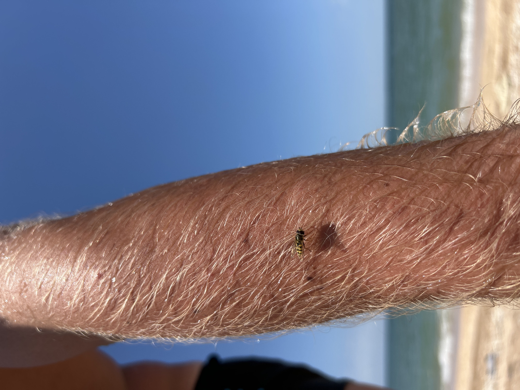 The image shows a close-up view of a person's arm, covered in fine, light-colored hairs, with a small insect on the skin. The insect is striped yellow and black, resembling a wasp or bee. The arm is lit by bright sunlight, casting a shadow of the insect onto the skin. The background is a blurry expanse of blue sky and the ocean, with a sandy beach visible on the right. The water appears calm, with gentle waves breaking on the shore. The overall impression is of a sunny day outdoors, likely at a beach or coastal area. The subject's skin appears to be slightly sun-kissed. The focus is on the insect and the texture of the arm's skin.