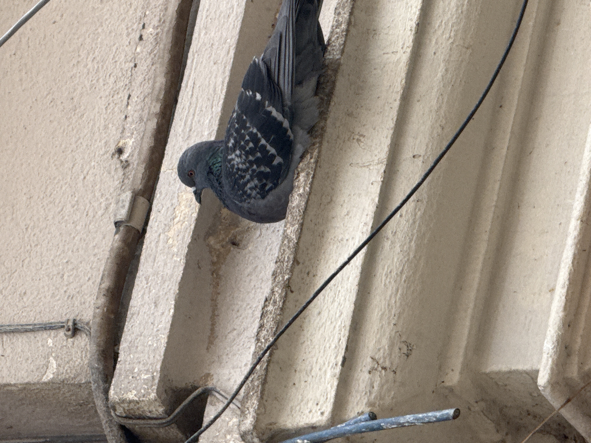 A pigeon perches upside down on the underside of a concrete structure, possibly a building overhang, with corrugated architectural details. The bird's grey and black patterned plumage is visible. Electrical wires run across the structure. The location appears to be Burgas, Bulgaria.