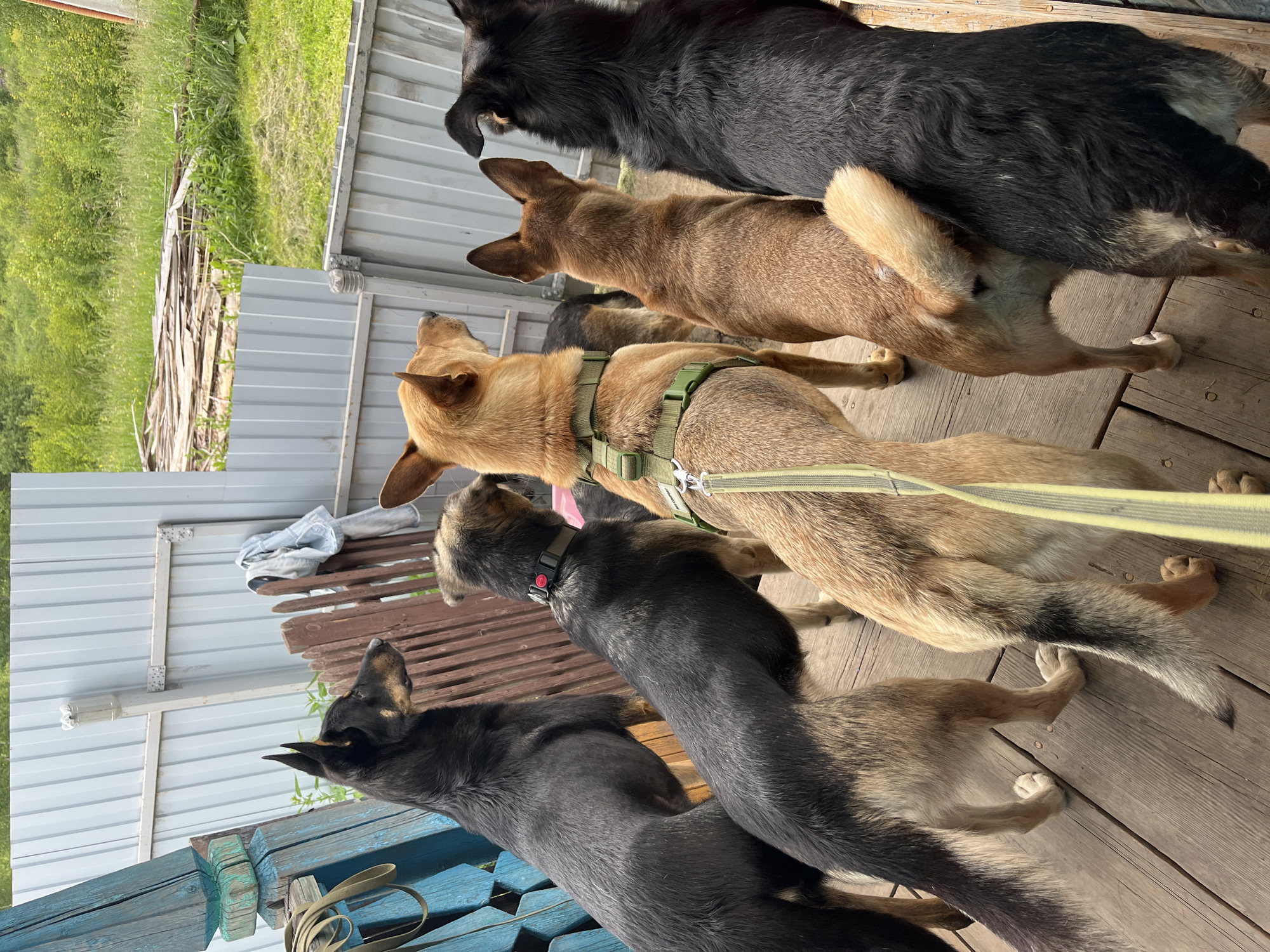 The image shows a group of six dogs standing on a wooden porch, looking out at a grassy area. The dogs are of various breeds and colors, with some appearing to be mixed breeds. They are positioned side-by-side, with their backs to the camera. The porch is made of wooden planks and is elevated off the ground. In the background, there is a metal fence and lush green vegetation. There are no people visible in the image.
The scene is likely in a rural or semi-rural setting, possibly a backyard or a dog shelter. The presence of a wooden porch and the surrounding greenery suggest an outdoor environment. The dogs appear to be alert and curious, as if observing something in the distance. The lighting suggests it is daytime, with natural light illuminating the scene. The overall impression is one of a peaceful gathering of animals in an outdoor setting.