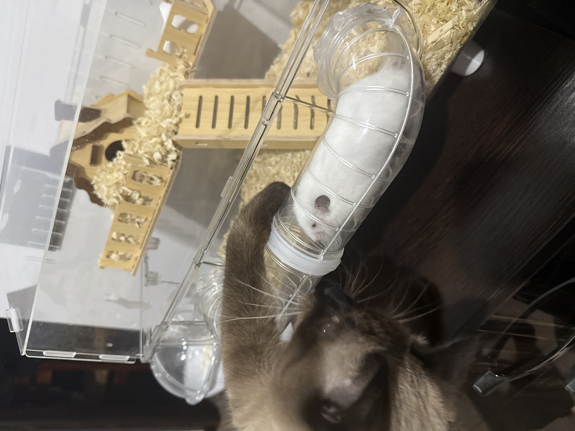 In Vostok, Kyrgyzstan, a Siamese cat is depicted interacting with a hamster in a clear plastic tube, which is part of a multi-level hamster habitat. The habitat is filled with wood shavings and includes a miniature wooden house. The cat's paw is inserted into the tube, near the hamster, which is white and positioned inside the tube. The scene is set indoors, with a dark wooden surface visible below the habitat.
