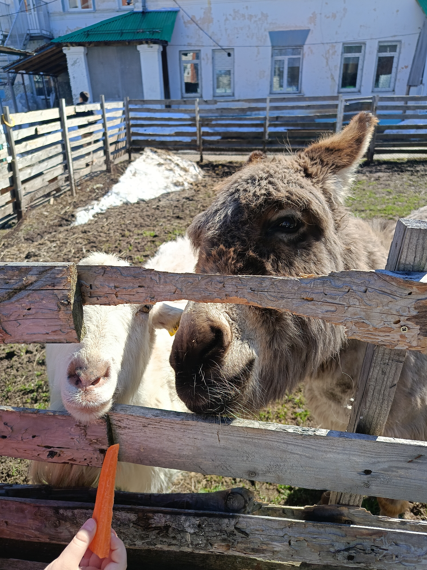 A medium-shot depicts a donkey and a white goat interacting with a person who is offering them a carrot through a wooden fence. The donkey is brown, with a dense, furry coat and a single ear tilted upwards. The white goat is positioned slightly behind the donkey. A fair-skinned human hand holding a peeled carrot is visible in the lower left corner of the image.
The animals are contained within a rudimentary pen constructed from rough-hewn wooden planks. Beyond the fence, patches of snow mix with bare earth. A two-story building with a green metal roof is partially visible in the background. This photograph was taken in the city of Chaikovsky, Russia.