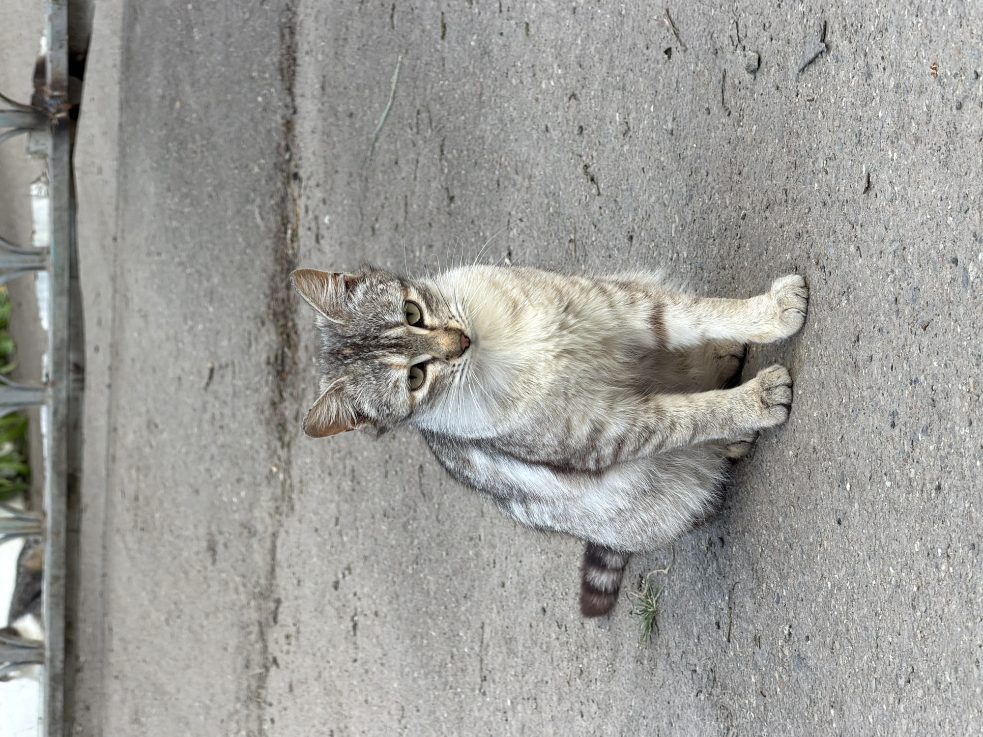 A light-colored tabby cat is the central subject of this image, captured sitting on a grey paved surface, likely asphalt or concrete. The cat has short, sleek fur with a mix of light grey, white, and darker grey stripes, particularly noticeable on its head, legs, and tail, which has distinct dark bands. Its eyes are a prominent green, and it is looking directly at the camera with an alert and curious expression. The cat's body is oriented slightly to the left, with its tail curled around its side, and its front paws tucked beneath it.
The setting appears to be outdoors during the daytime, indicated by the natural, even lighting that illuminates the cat and the ground without harsh shadows, suggesting either an overcast day or indirect sunlight. The paved surface is textured and shows some minor debris, such as small twigs or dry grass blades. On the far left side of the image, a vertical metal structure, possibly a fence post or railing, is partially visible, indicating proximity to a building or another constructed element. No specific activity beyond sitting and observing is depicted. There is no visible text in the media file.