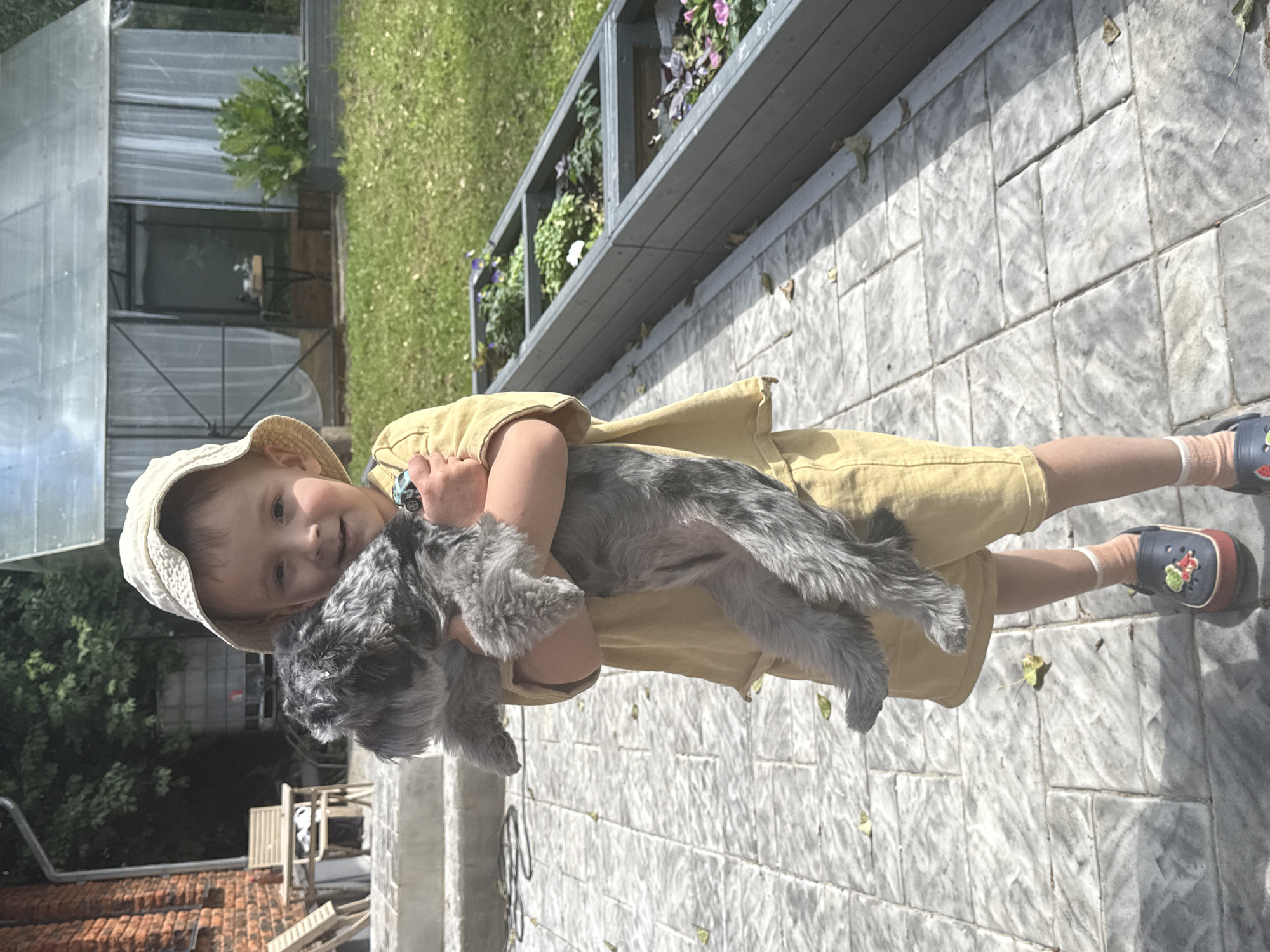 In Chaikovsky, Russia, a young child wearing a beige bucket hat and yellow shorts holds a small, grey, fluffy dog. The child is standing on a paved patio, with a garden bed filled with plants to their right. In the background, a greenhouse with white curtains is visible, along with a red brick building. The sun is shining, casting shadows on the patio.