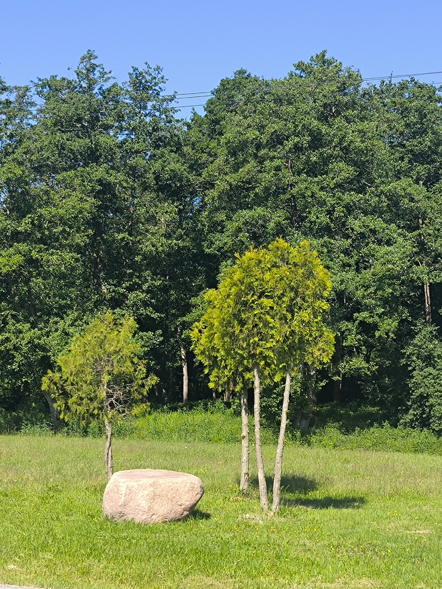 The image depicts a natural outdoor scene under a clear blue sky. In the foreground, a large, smooth, light-pink boulder sits on a patch of green grass. To the right of the boulder are two young trees with vibrant green foliage. Behind them, a dense forest of mature green trees forms the backdrop of the image. The location is identified as Laskino, Russia. There are no people or animals visible in the frame, and no actions or interactions are taking place. The scene is static and appears to be a peaceful, natural landscape.
