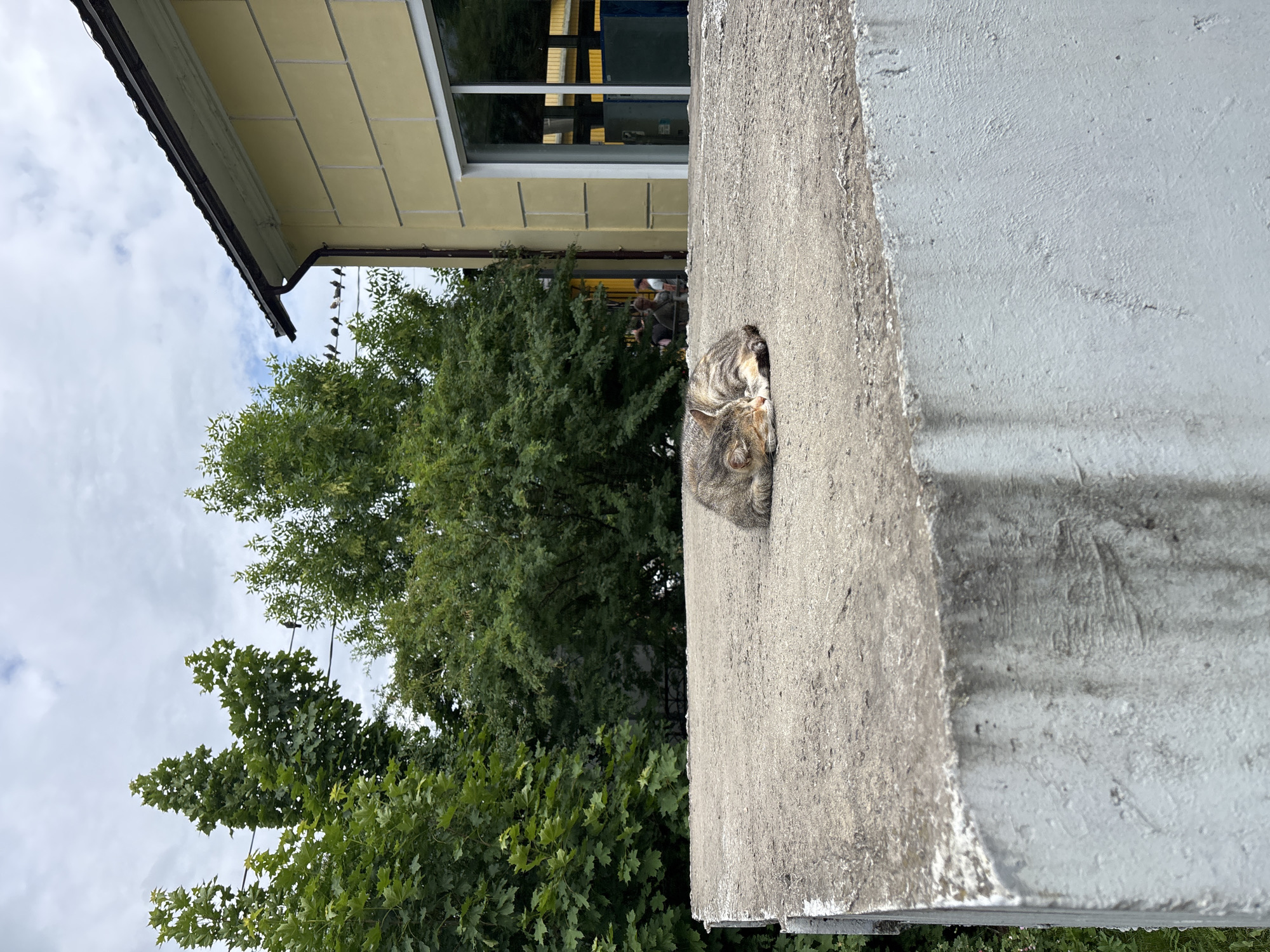 A tabby cat is curled up asleep on a concrete ledge. The cat is gray with darker stripes and orange markings on its face. Behind the ledge, a yellow building with a large window is visible. In the background, several trees with lush green leaves are present. The sky is partly cloudy. Several birds are perched on wires in the distance, and a few people are visible near the building. This scene is located in the city of Luga, Russia.