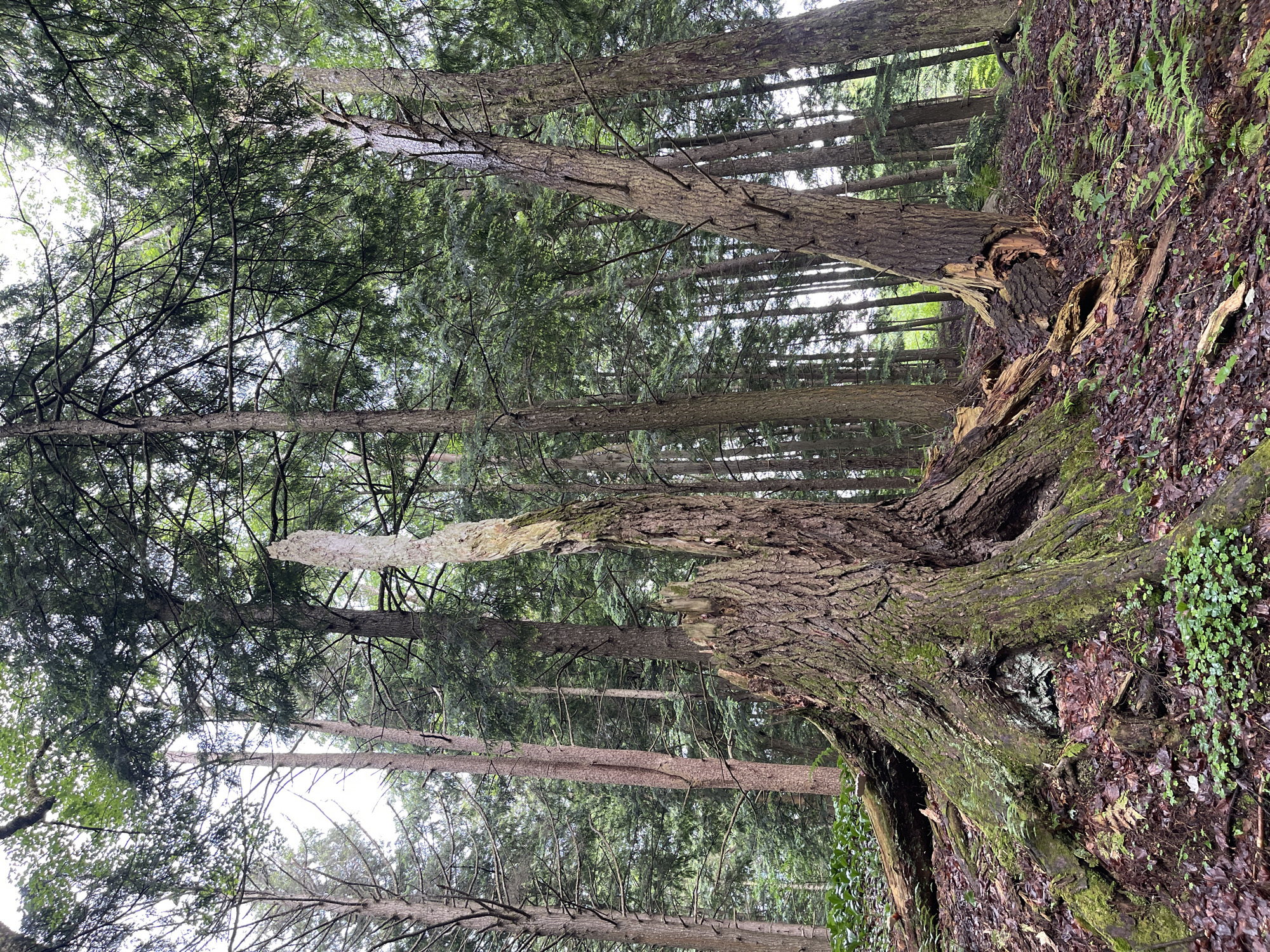 The image depicts a forest scene with a prominent, decaying tree stump in the foreground. The stump is large and gnarled, covered in moss and with a visible cavity at its base. Several broken branches and logs lie scattered around it on the forest floor, which is covered in fallen leaves and small green plants. Behind the stump, a dense forest of tall, slender trees with green foliage rises into the sky, illuminated by overcast light filtering through the canopy. The overall impression is one of a natural, wild woodland environment. The specific location is not identifiable from the image itself, but if it were in the Town of Lyonsdale, United States of America, it would be within that area's natural landscape. There are no people or animals visible in the image.