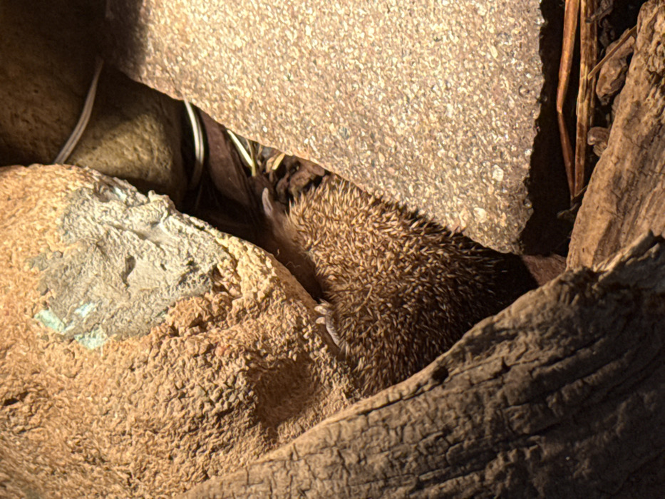 A brown hedgehog is observed partially obscured, nestled within a crevice formed by two large, textured rocks and a piece of dark wood or bark. The hedgehog's spiny dorsal surface is predominantly visible, with a small, light-colored paw discernible on the upper left side of its body. The rock to the left is light brown with rough textures and patches of light blue-green discoloration, while the rock to the right is a lighter beige/tan. Dried leaves and twigs comprise the substrate around the hedgehog. A thin, light-colored wire is partially visible in the background, situated between the rocks. The scene depicts an animal in a naturalistic or enclosure environment, located within the City of Zagreb, Croatia.